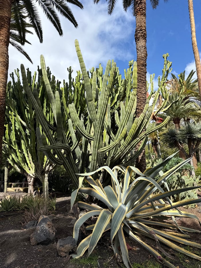 Visitor documents afternoon stroll through Tenerife botanical gardens