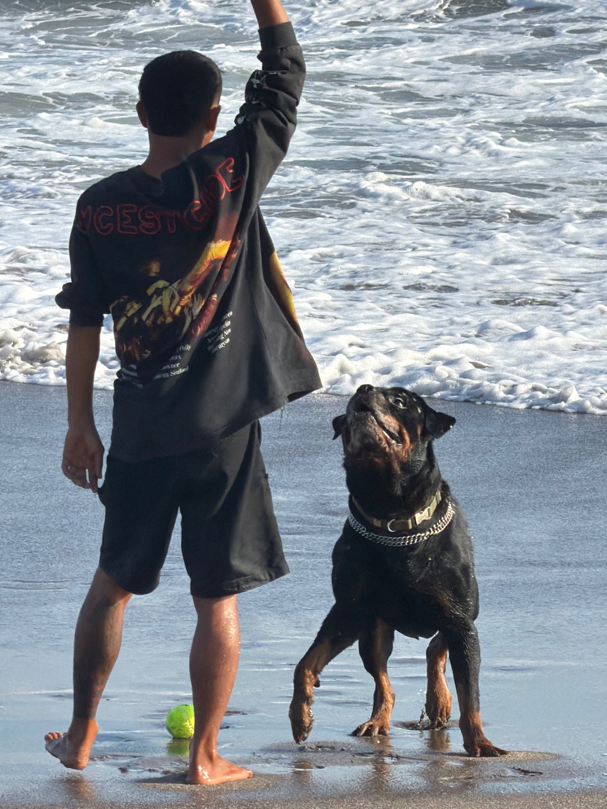 Morning beach outing with dogs on North Kuta's dark sand shore.