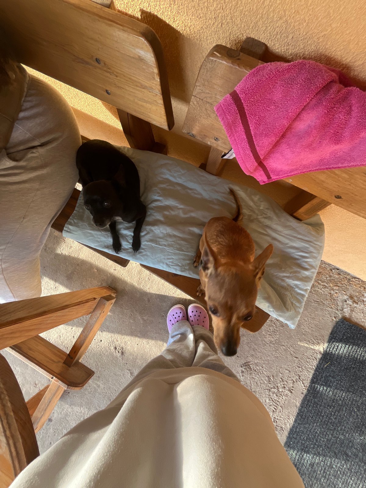 Dogs rest on chairs in Bulgarian home garden scene