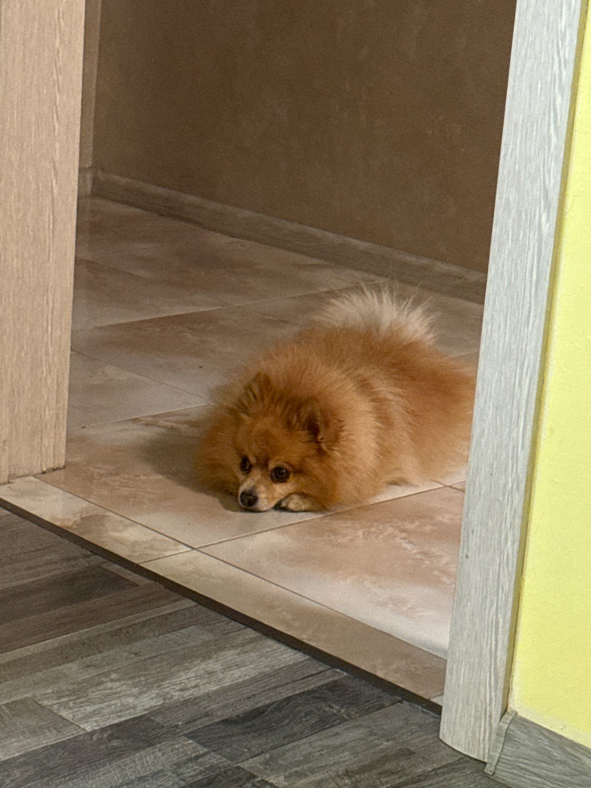 Morning routine with Pomeranian dog documented in Plovdiv home