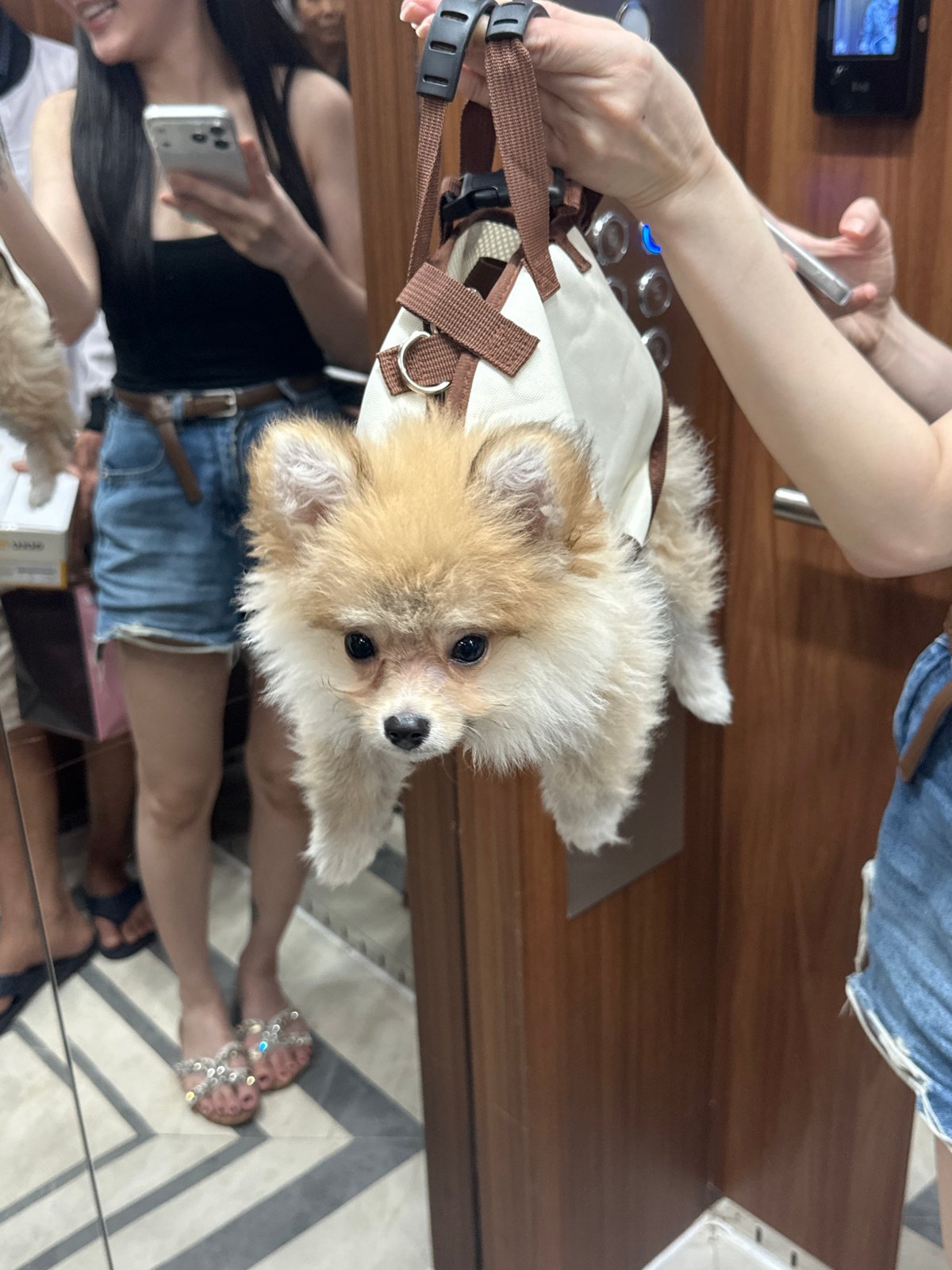 Small dog photographed on busy Ho Chi Minh City street