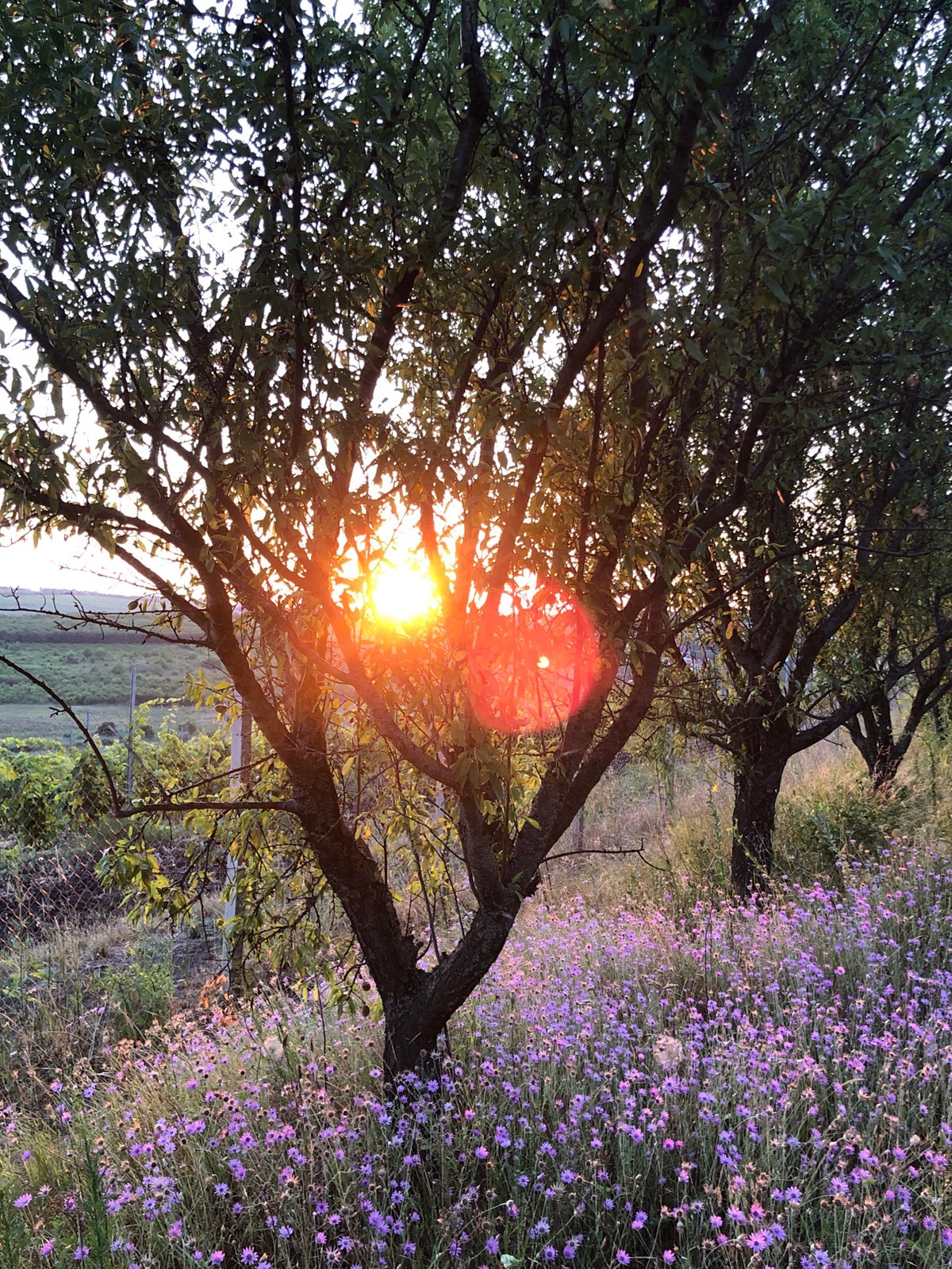 Purple wildflowers and vineyard rows at golden hour