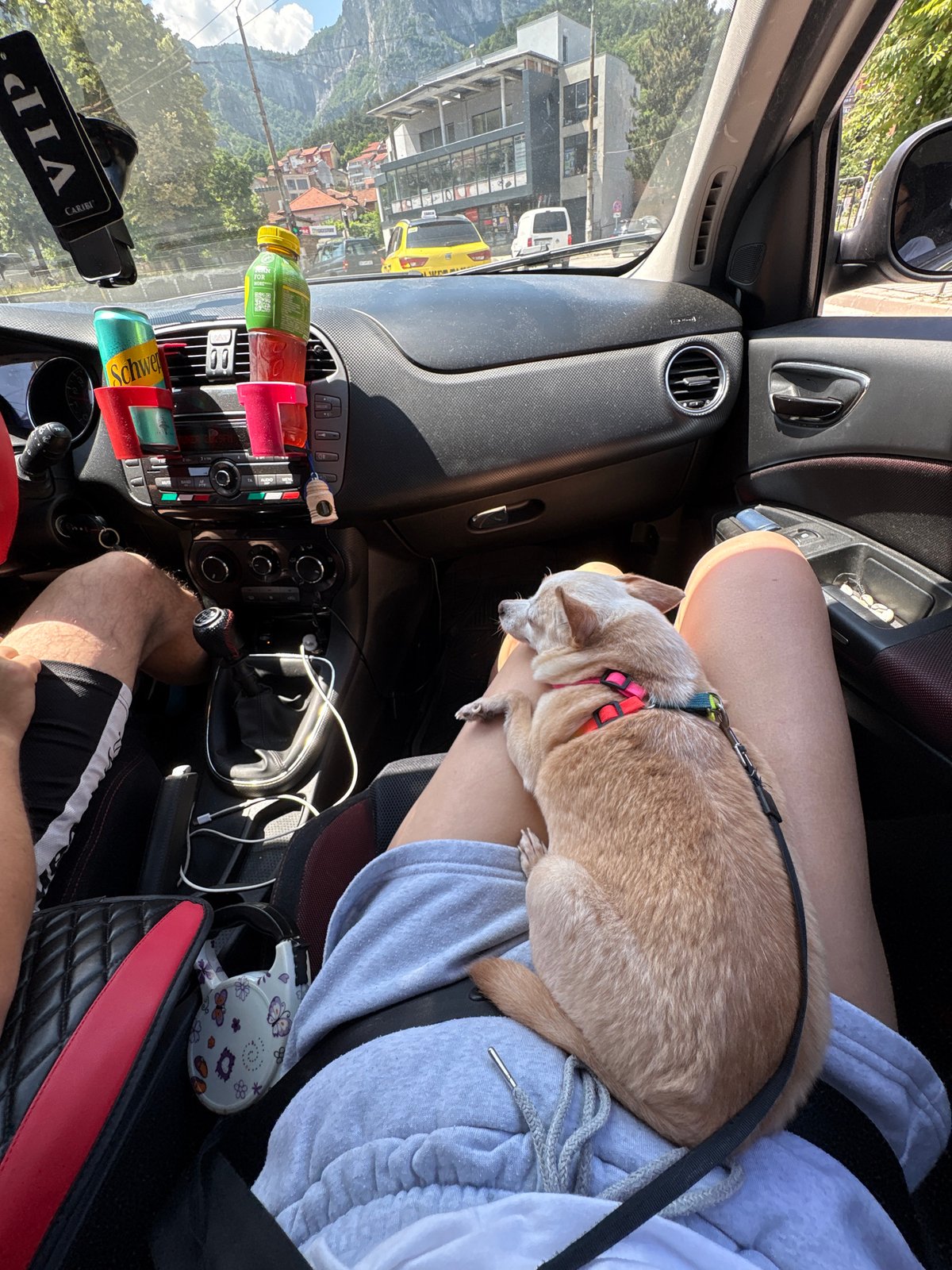 Chihuahua naps on a lap inside a parked car in Vratsa