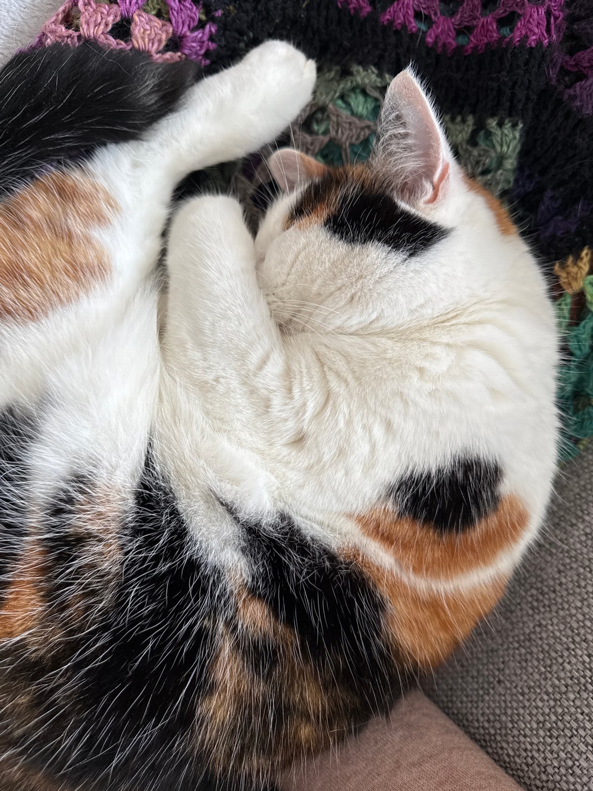 Cozy Harstad night: sleeping cat, soccer stream, and snacks