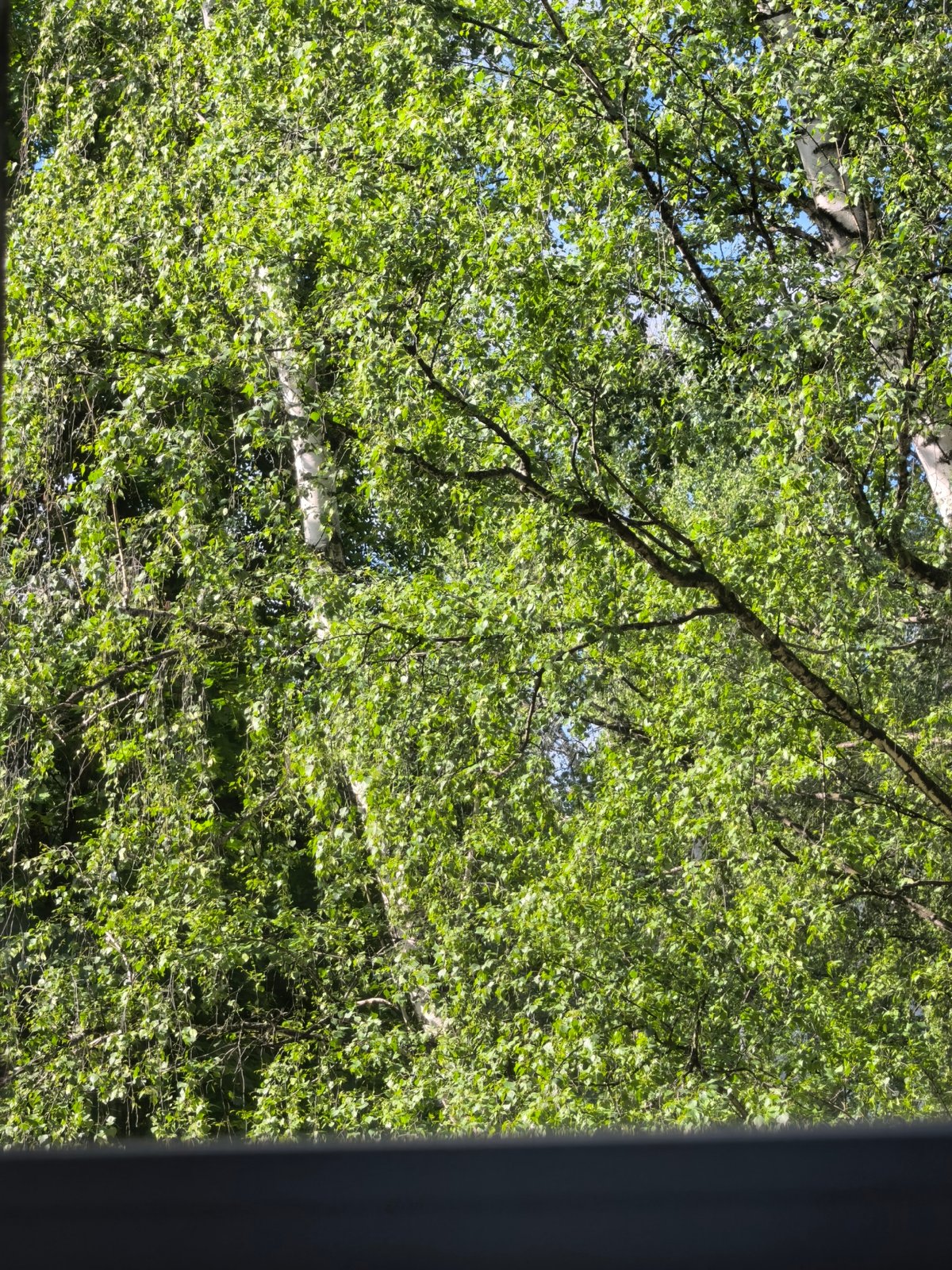 Morning moments captured in Sterlitamak: birches and dental care
