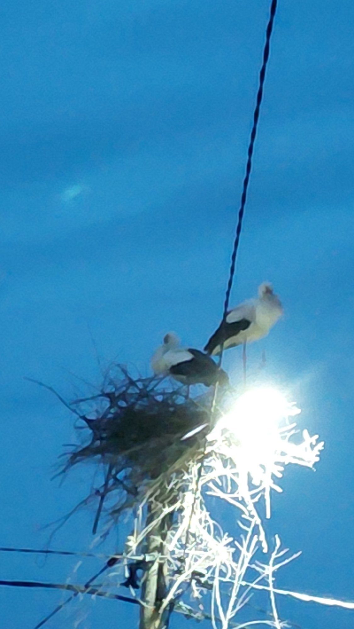 Birds perch on power line amid utility pole debris