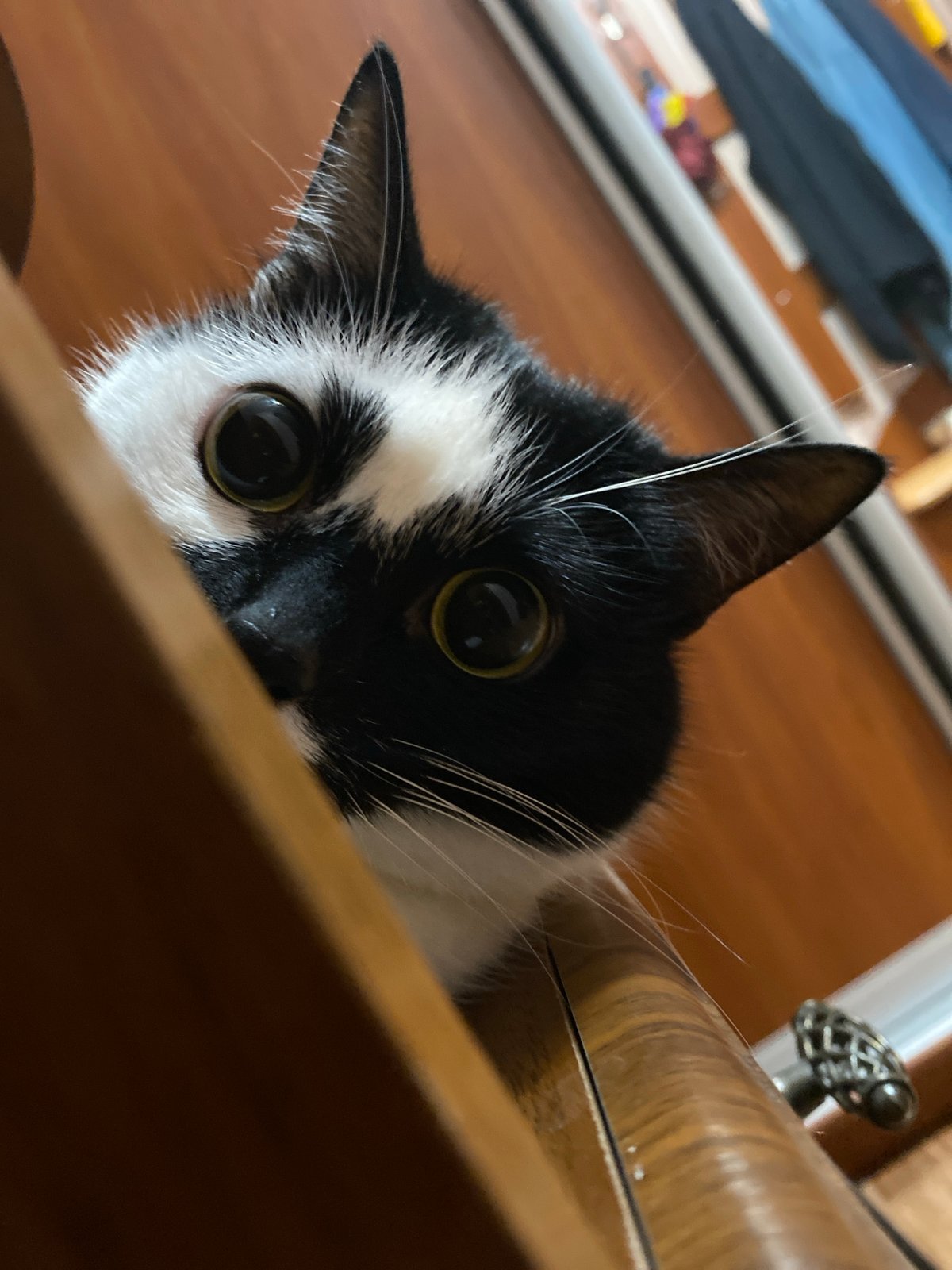 Black and white cat holds court in a Protvino apartment