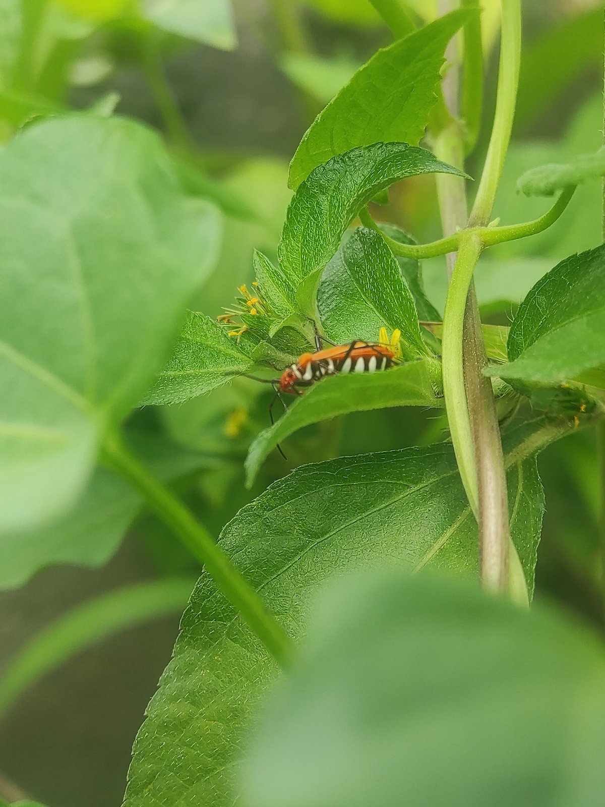 Morning wildlife observations documented in Lhokseumawe, Indonesia