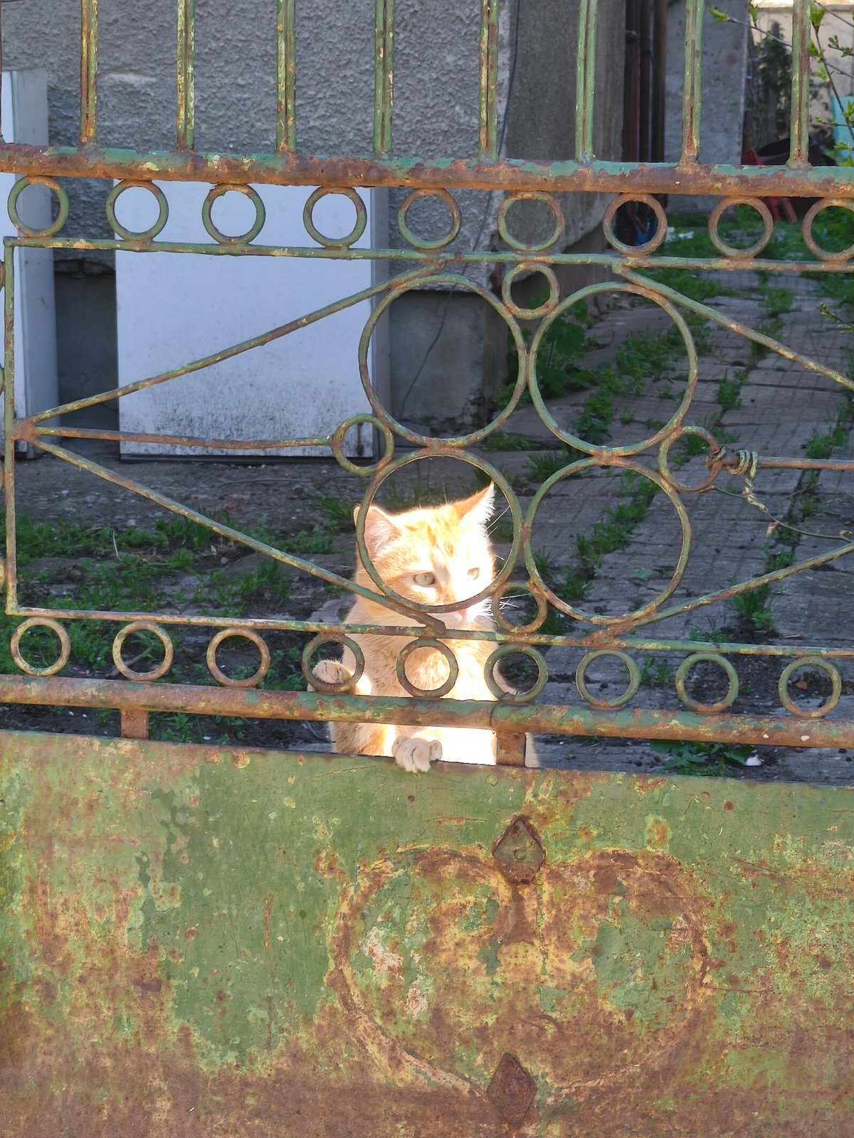 Orange cat spotted behind weathered gate in Sofia
