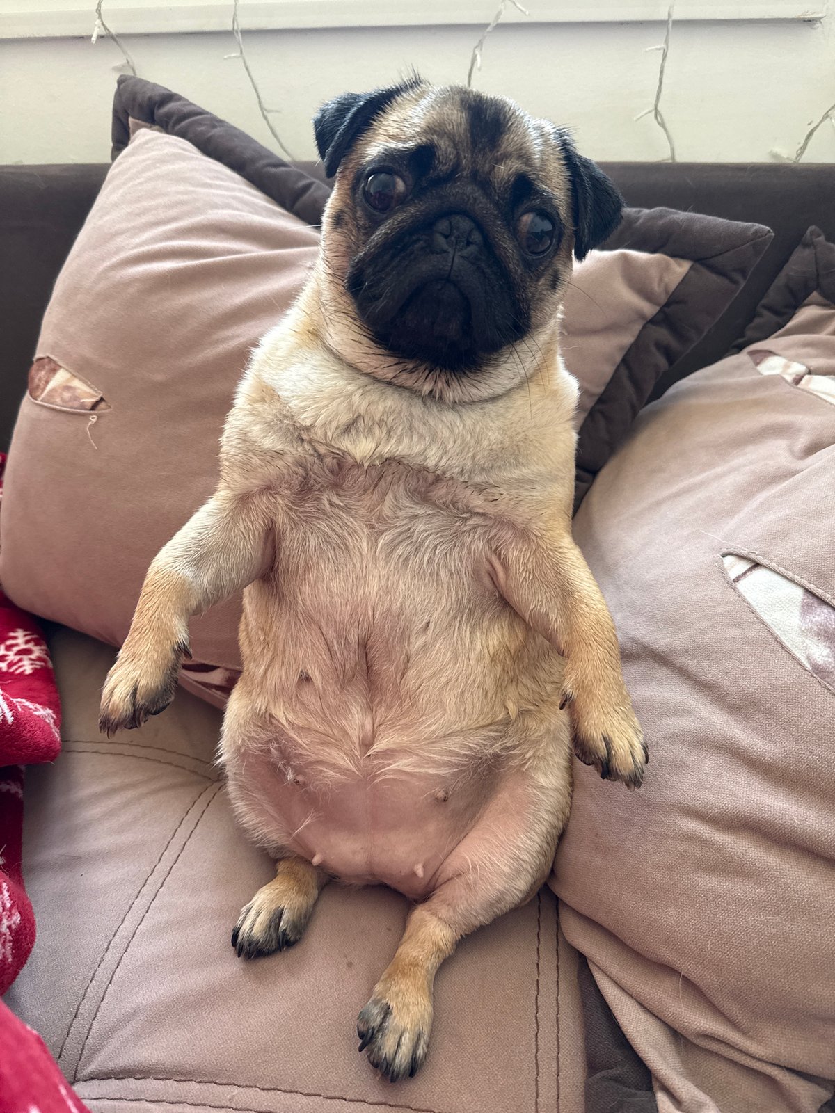 Pugs doing pug things around the house