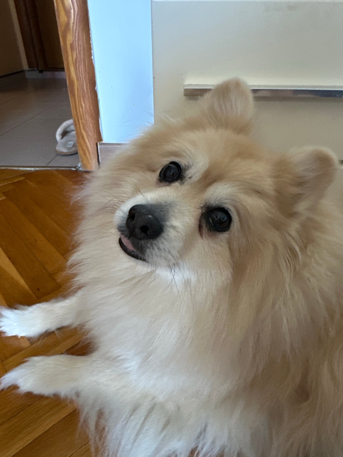Pomeranian's lazy morning at home in Dimitrovgrad
