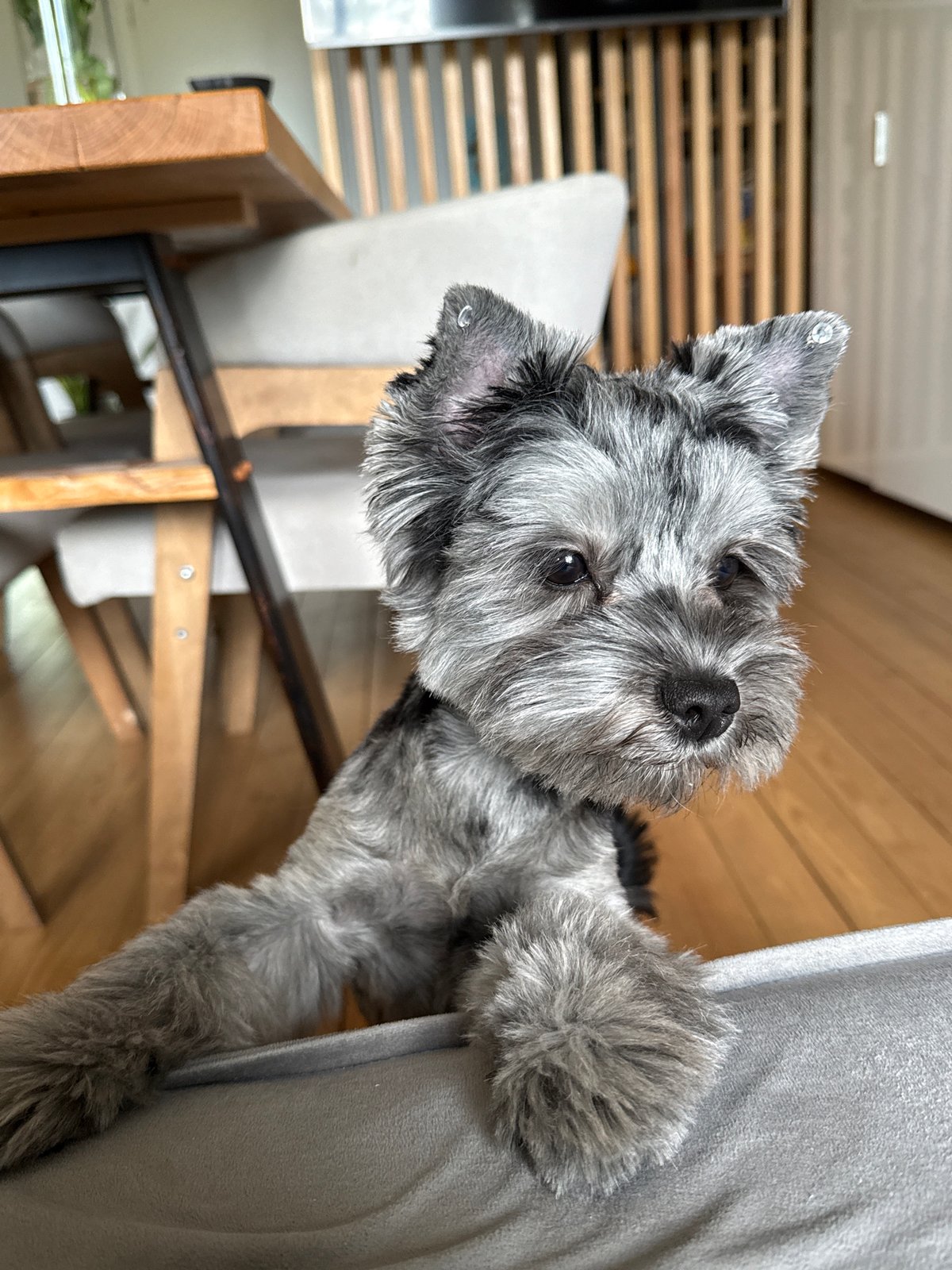 Small gray dog peeks over a blanket in Chaikovsky