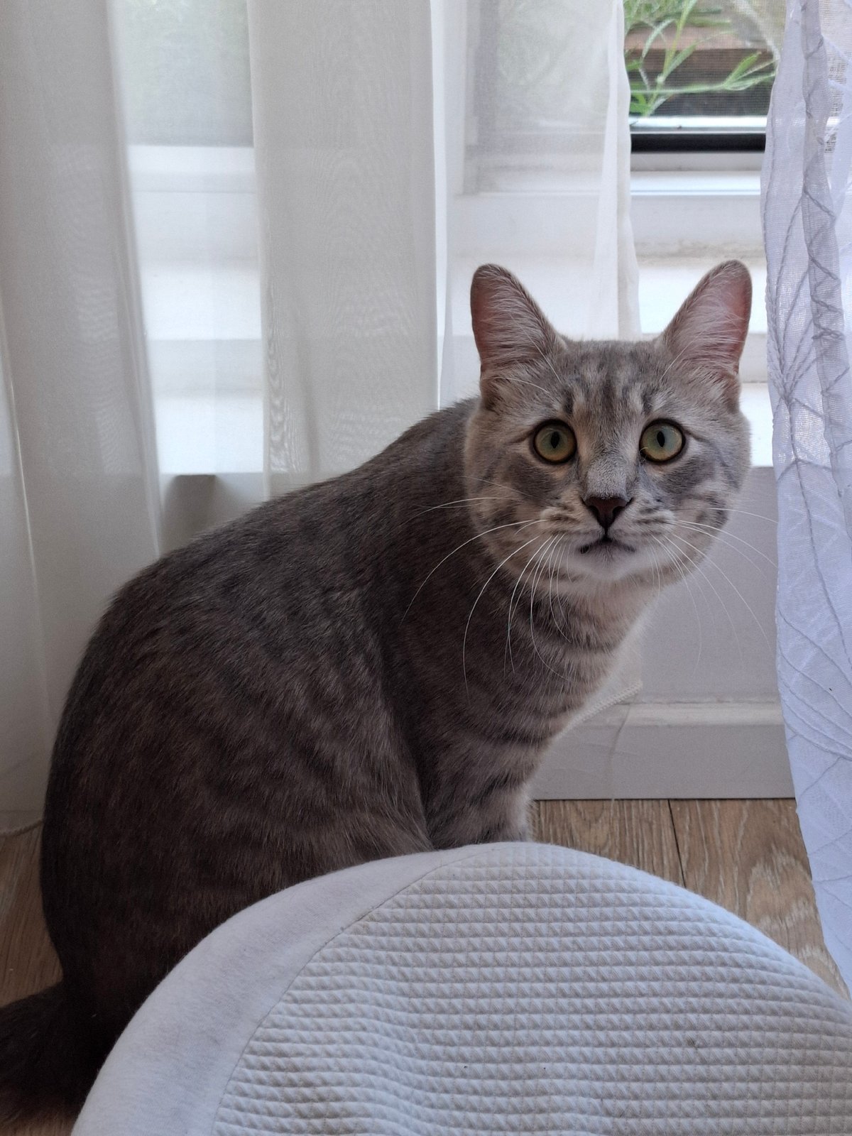 Domestic cat observed throughout morning in Zemun home