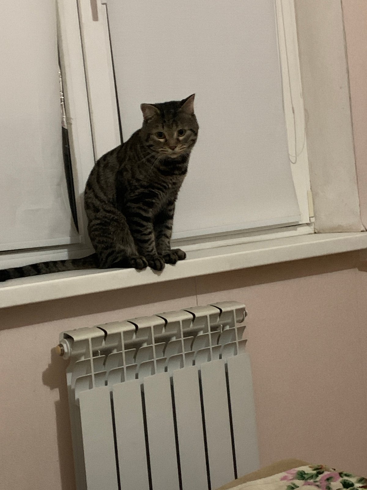 Tabby cat photographed in Stavropol apartment from multiple angles