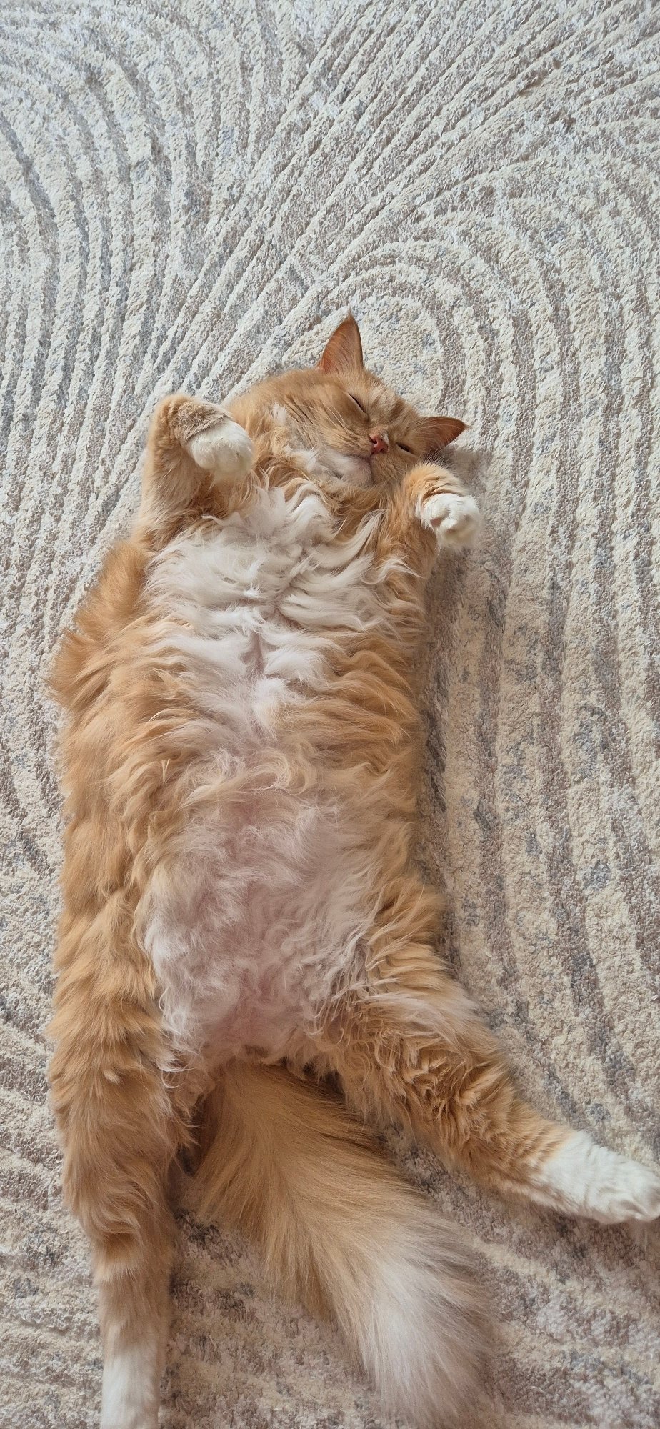 Domestic life documented through everyday objects and sleeping cats