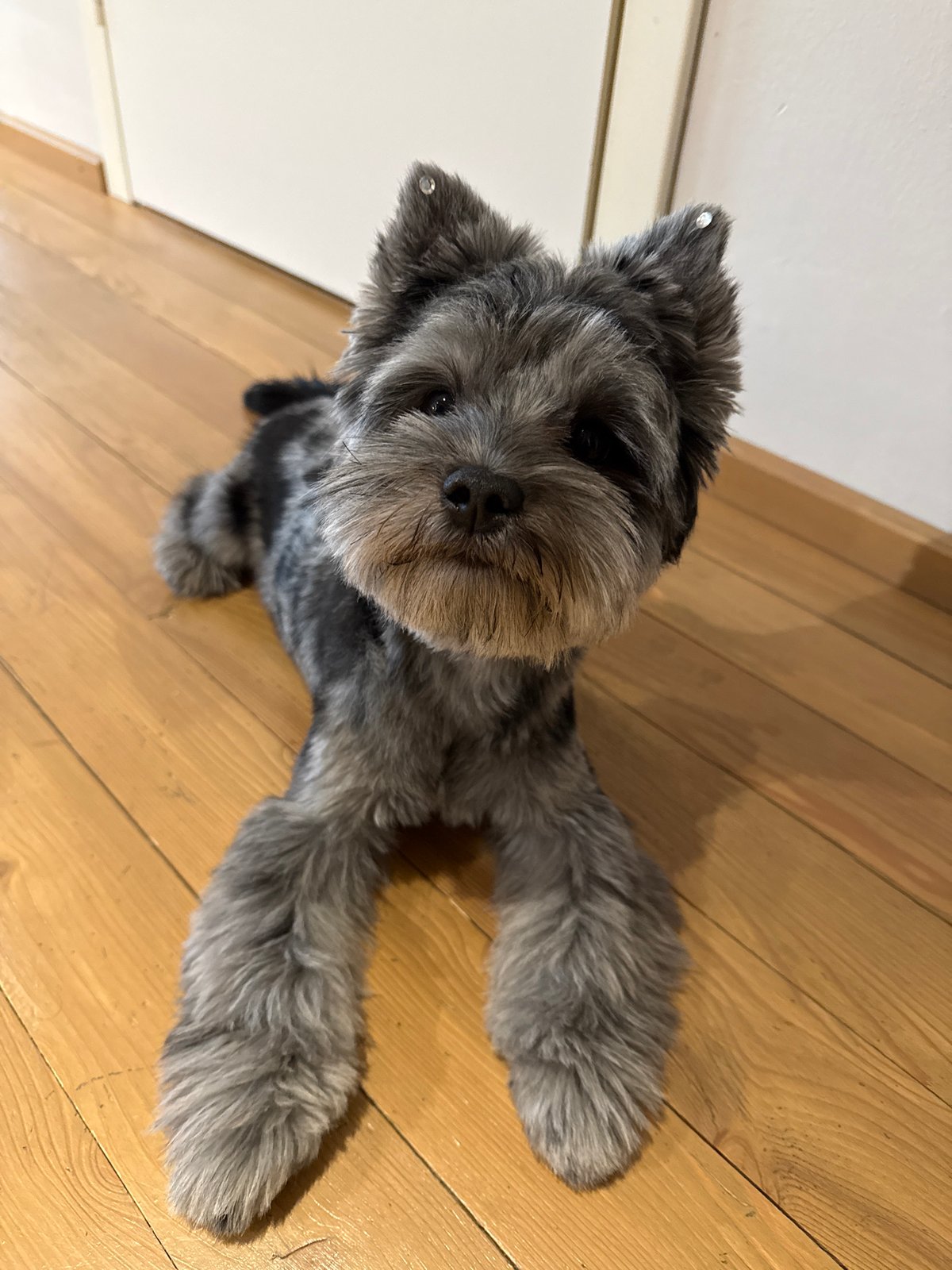Bejeweled miniature schnauzer owns the floor in Chaikovsky