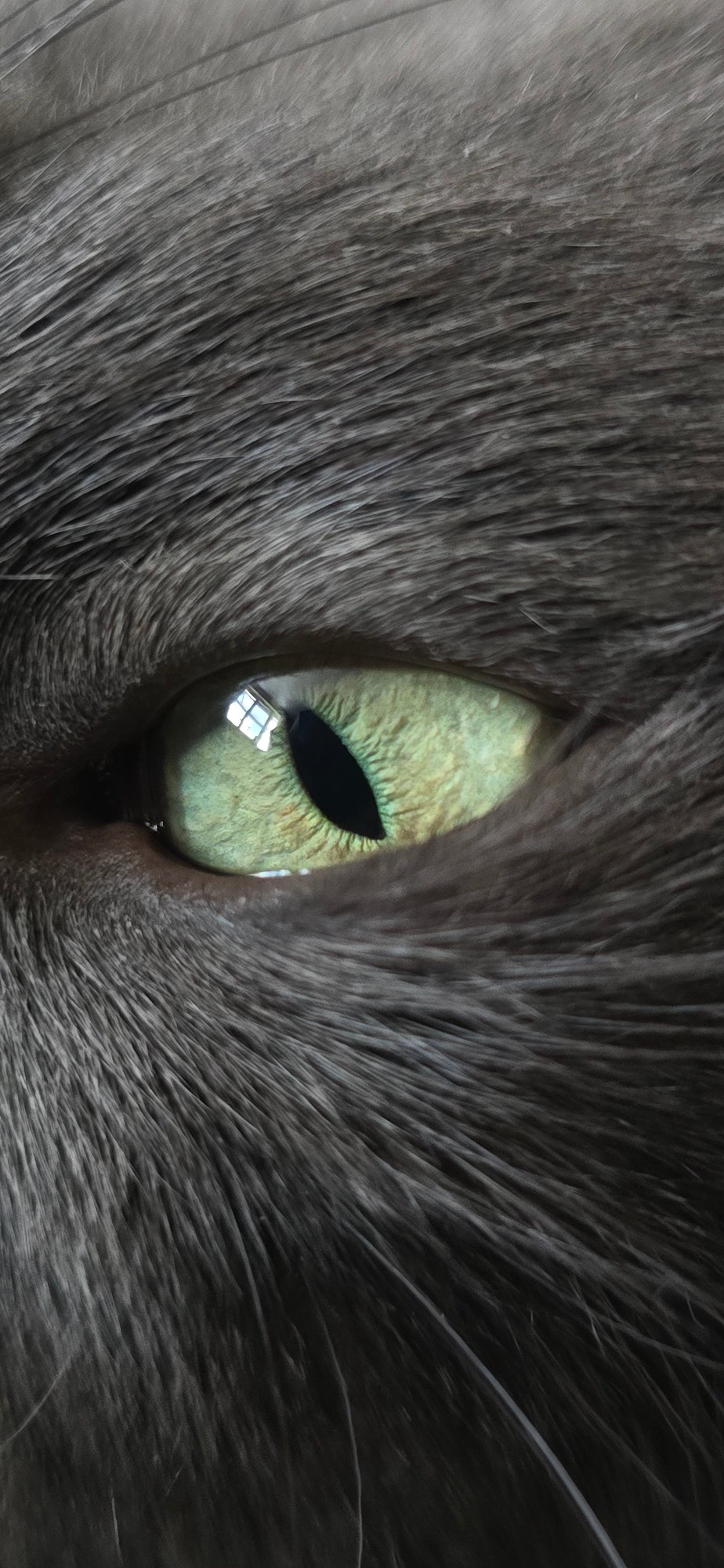 Grey cat with green eyes photographed extensively at home in Vratsa