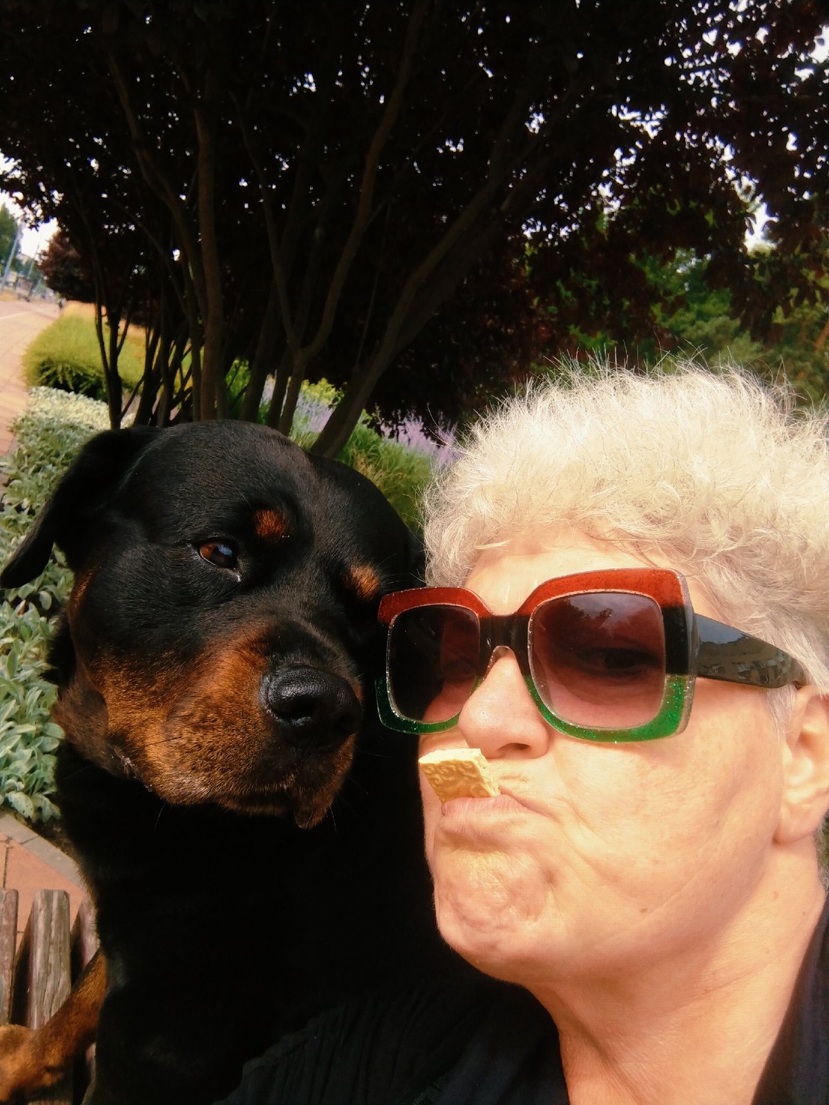 Rottweiler and owner enjoy a park morning in Horishni Plavni