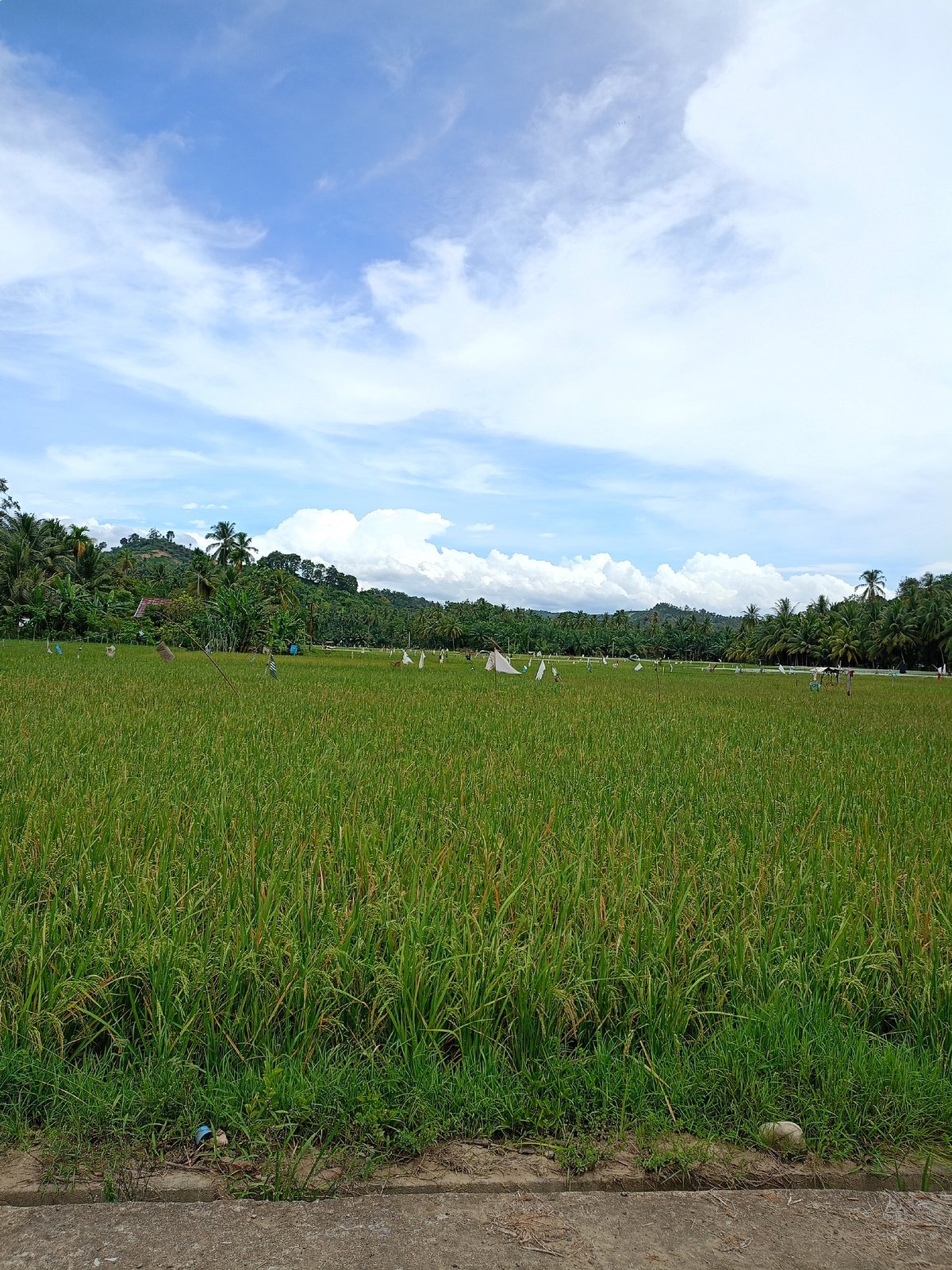 Rice paddies with colorful scarecrows documented in rural Indonesia