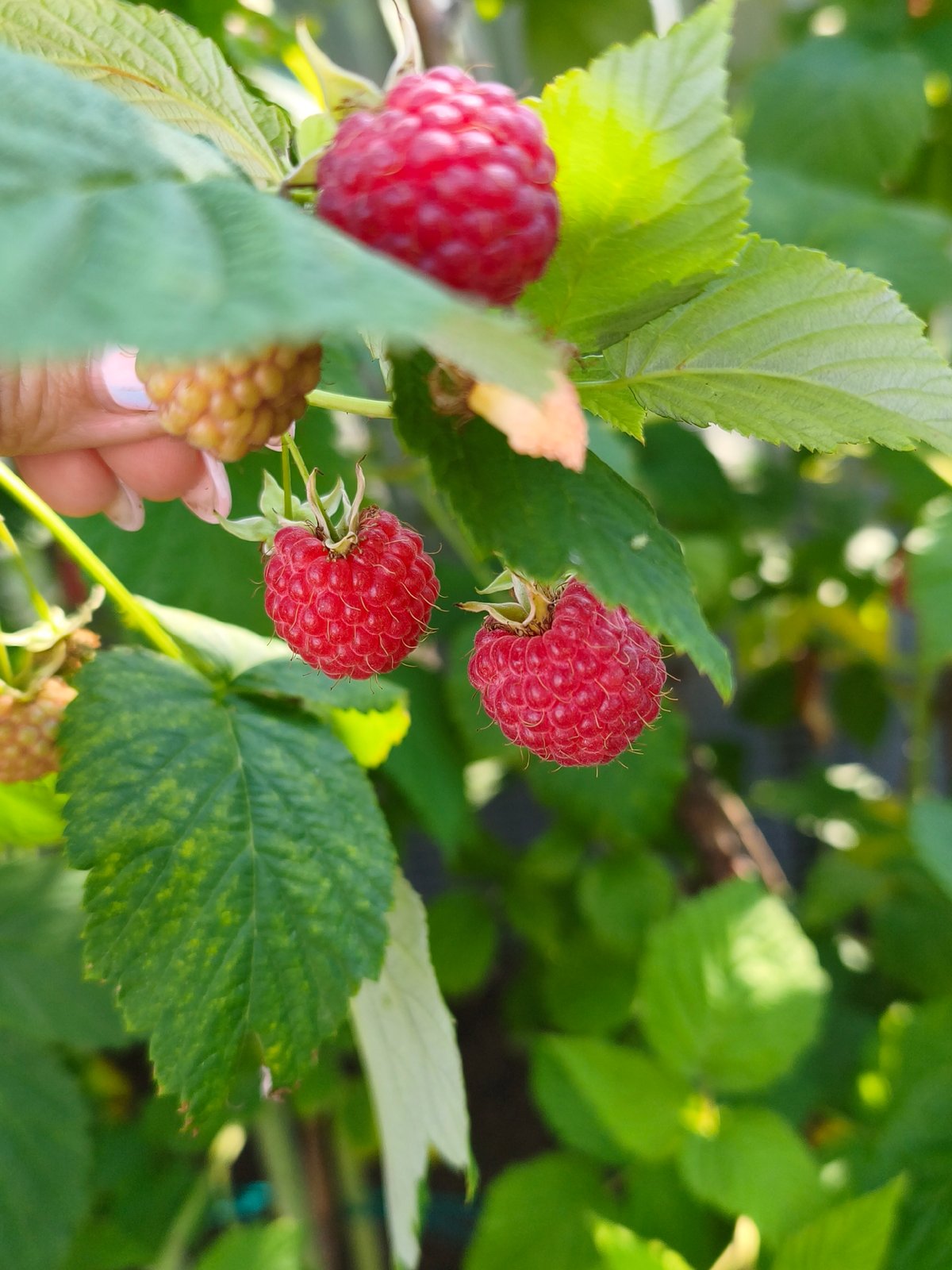 Summer afternoon in a Chaikovsky backyard — garden, games, goals