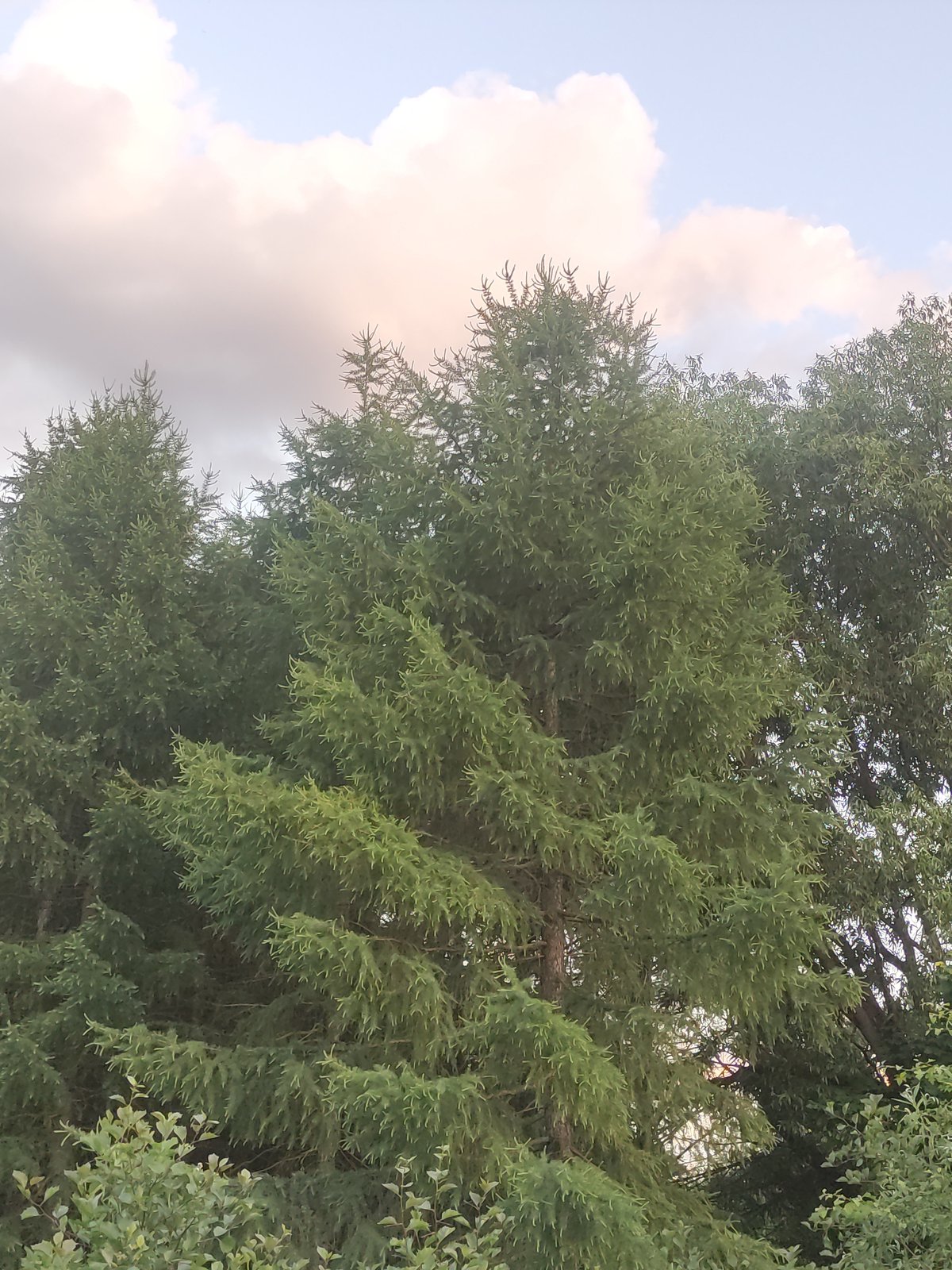 Moscow resident documents urban scenery and greenery
