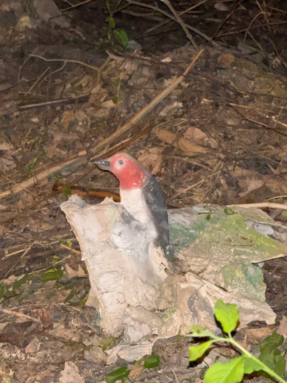 Bird sculpture spotted in tree stump in Russian town