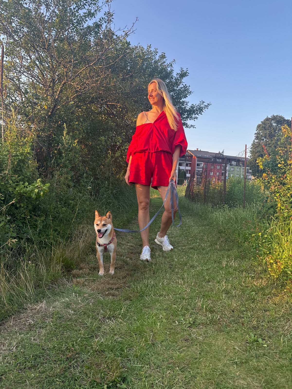 Shiba Inu walk on a quiet green path in Carnikava