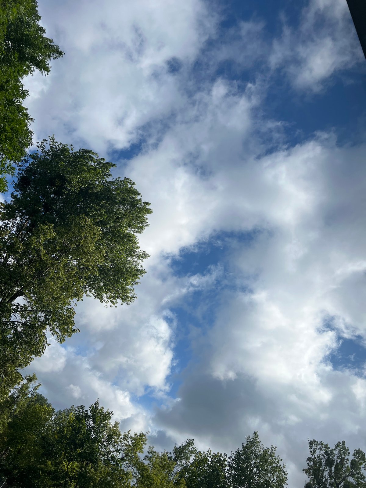 Looking up through Warsaw tree canopy on a partly cloudy morning