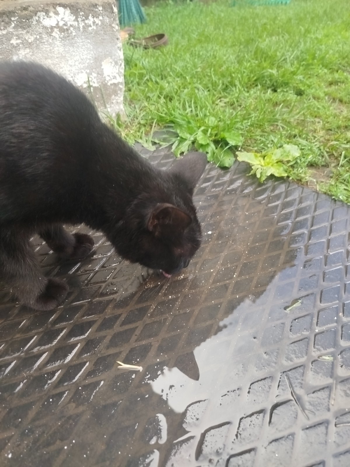 Rainy summer morning in an Oktyabrsky backyard, pets and flowers