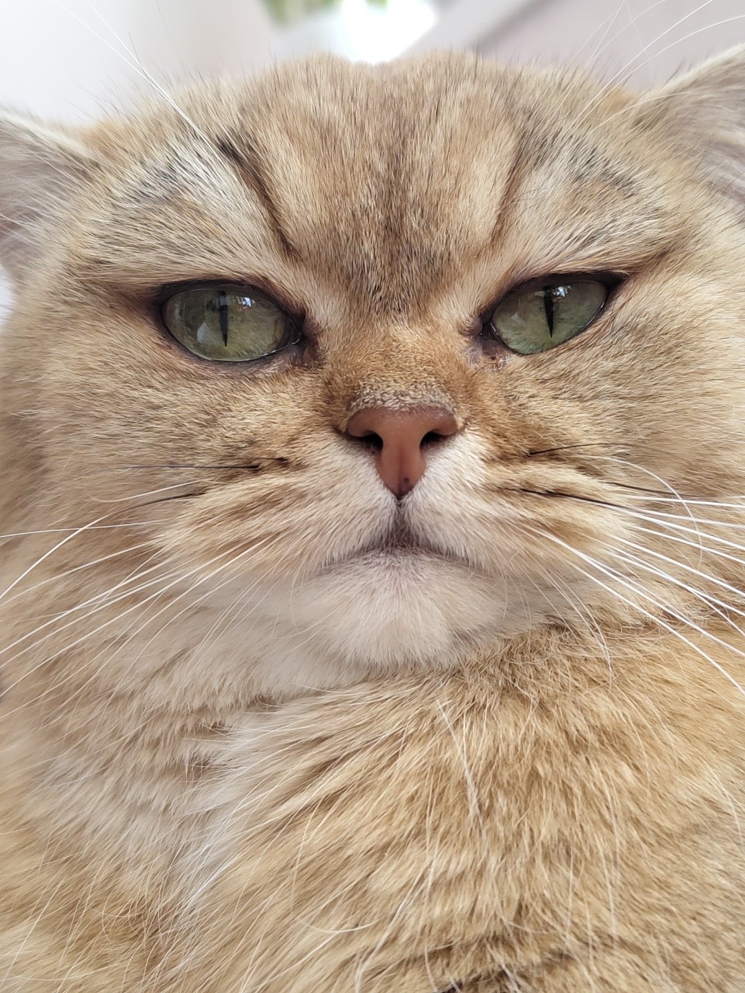 Golden British Shorthair at home in Krasnodar