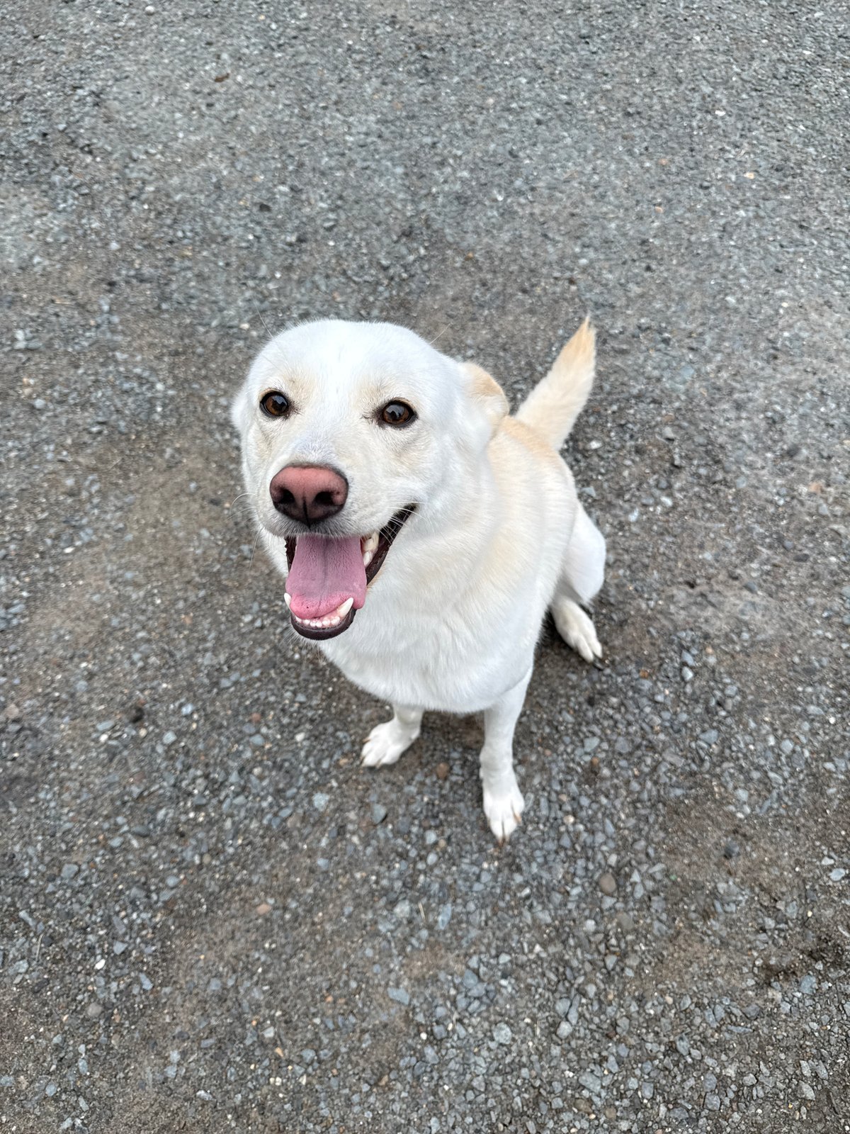 Dog looks up mid-pant in Марковский, Russia