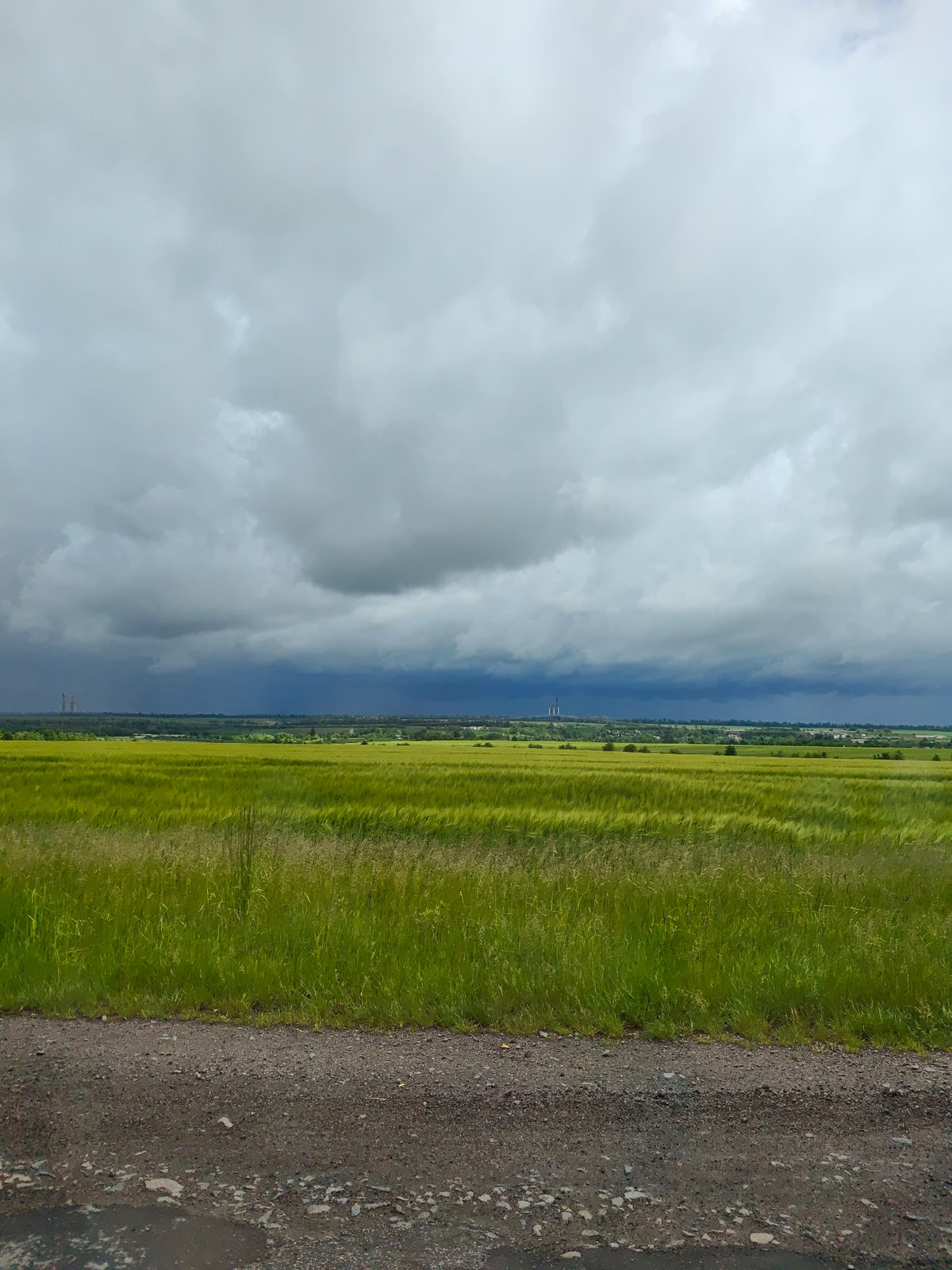 Green crops sway in Ukrainian fields under cloudy morning sky