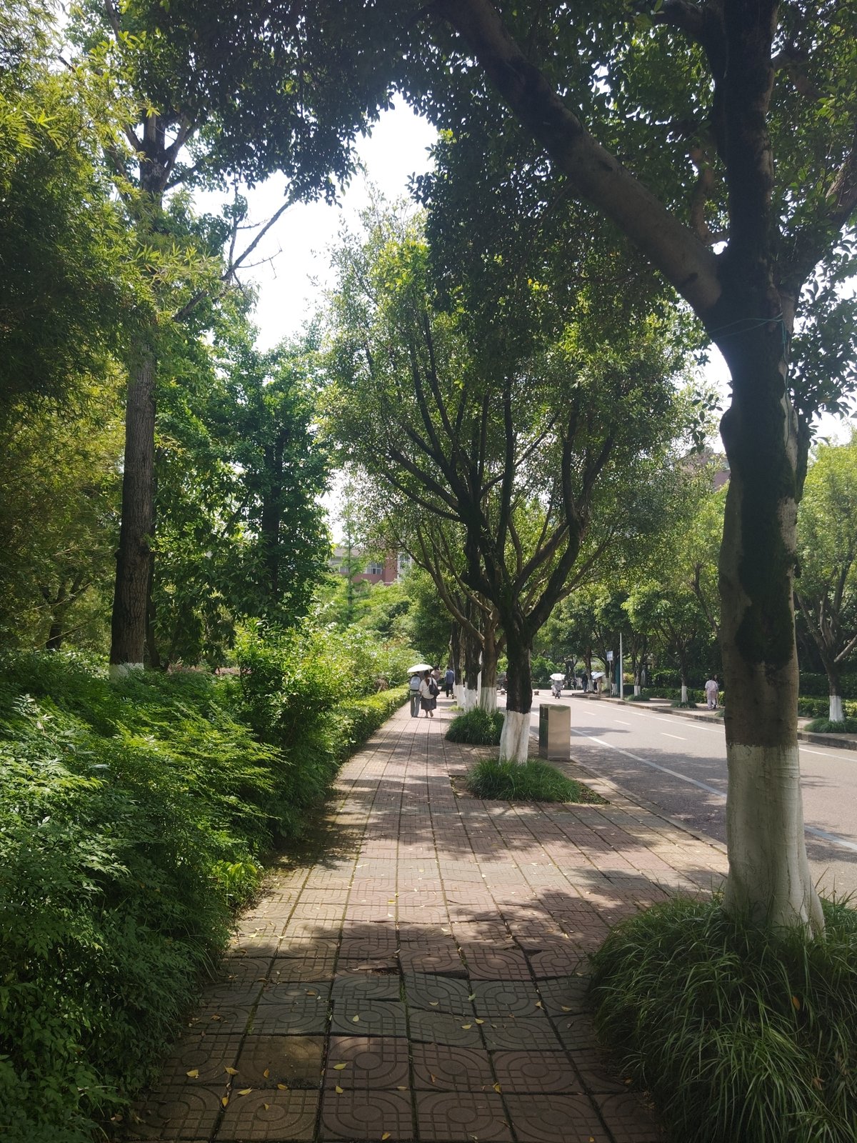 Morning routine captured across Chongqing High-tech Zone campus areas