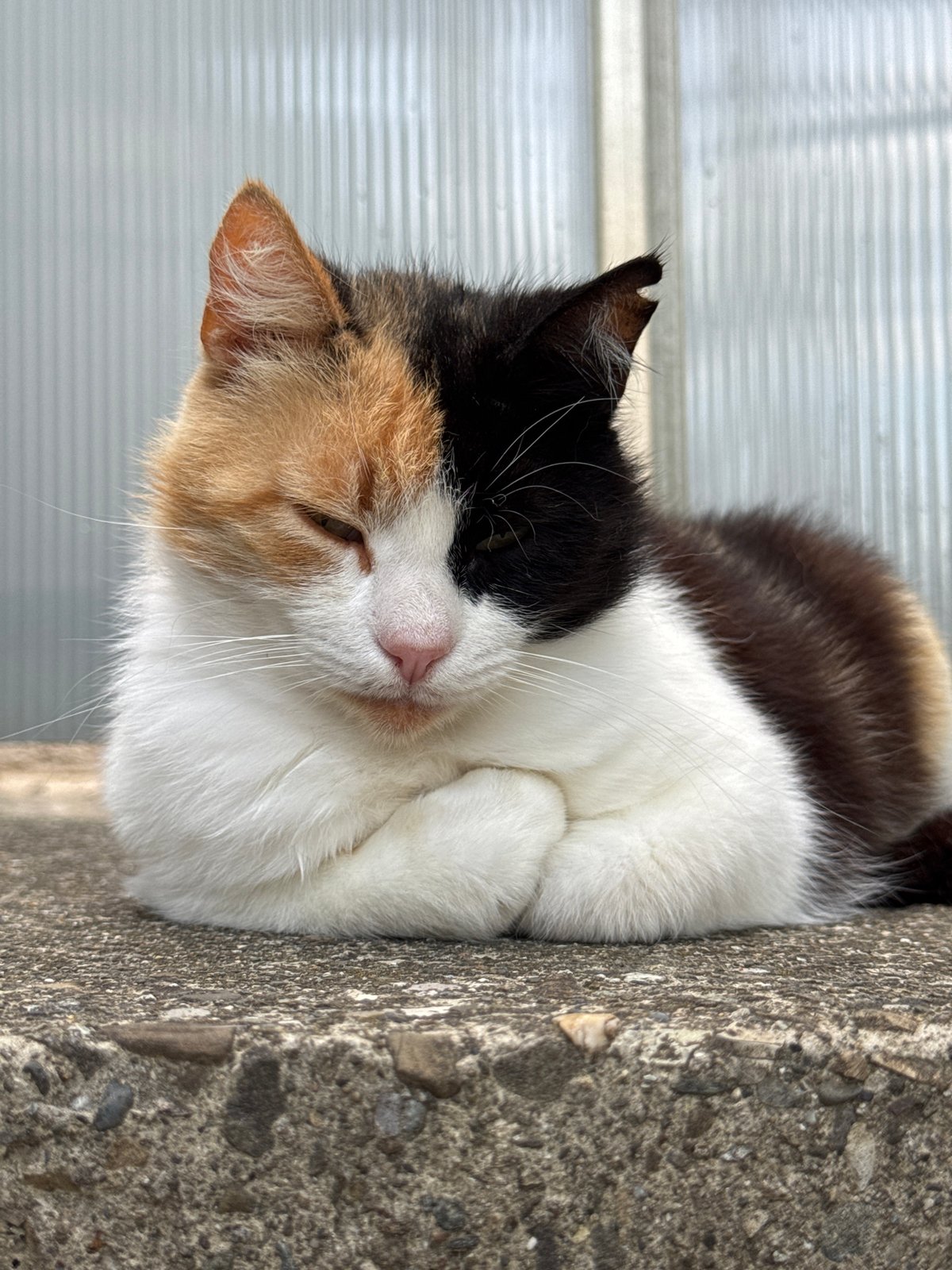 Lazy afternoon with napping cats and blooming hydrangeas in Sochi