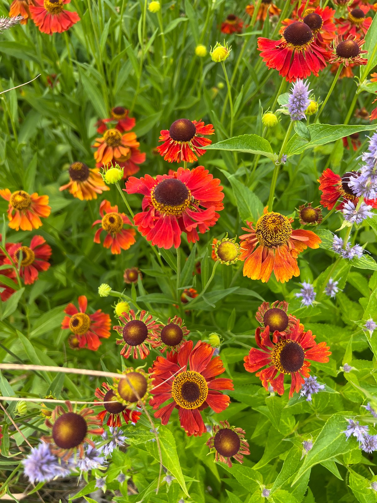 Heleniums and summer blooms fill a Vilnius garden