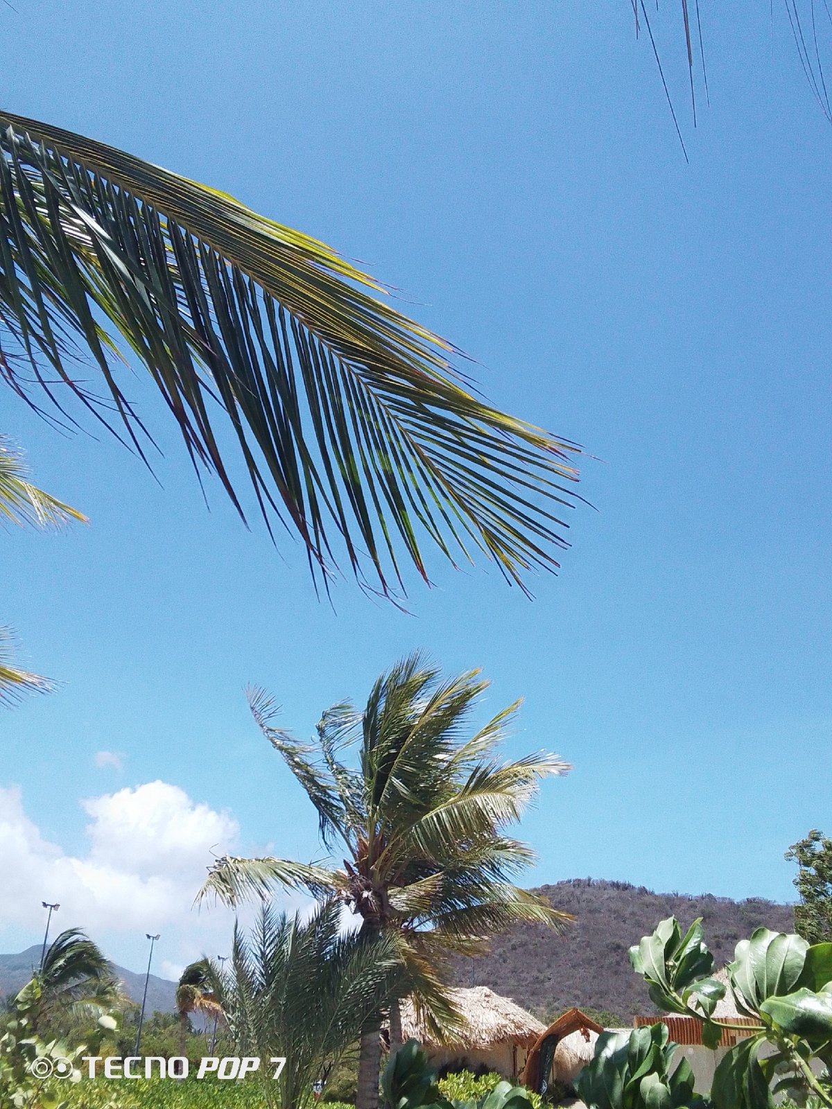 Tropical beach scenery documented in Pedro González, Venezuela