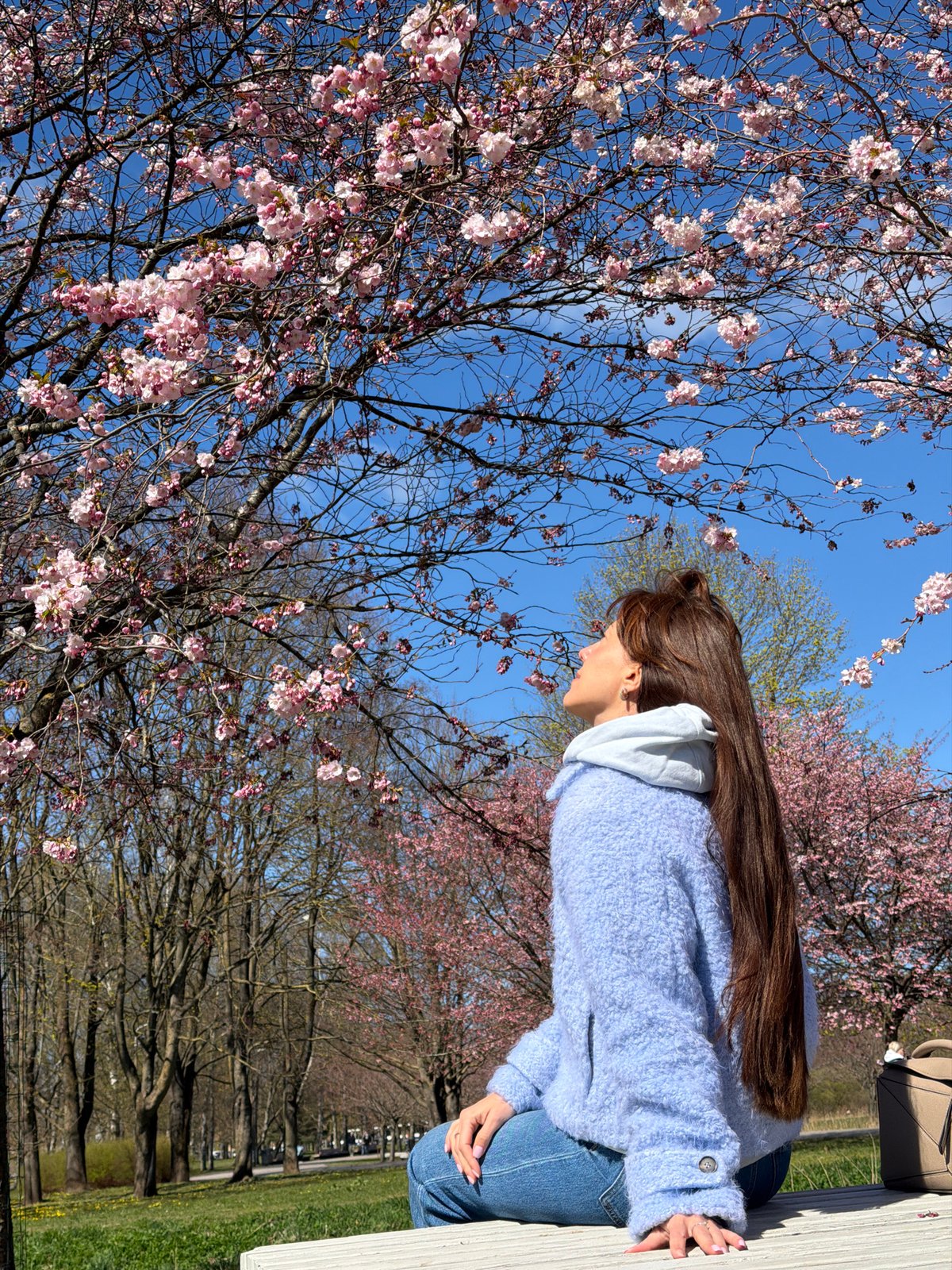 Spring Cherry Blossoms Documented in Riga Park