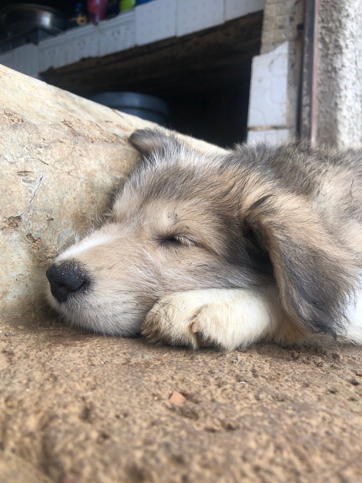 Dogs resting and playing in a Jos neighborhood