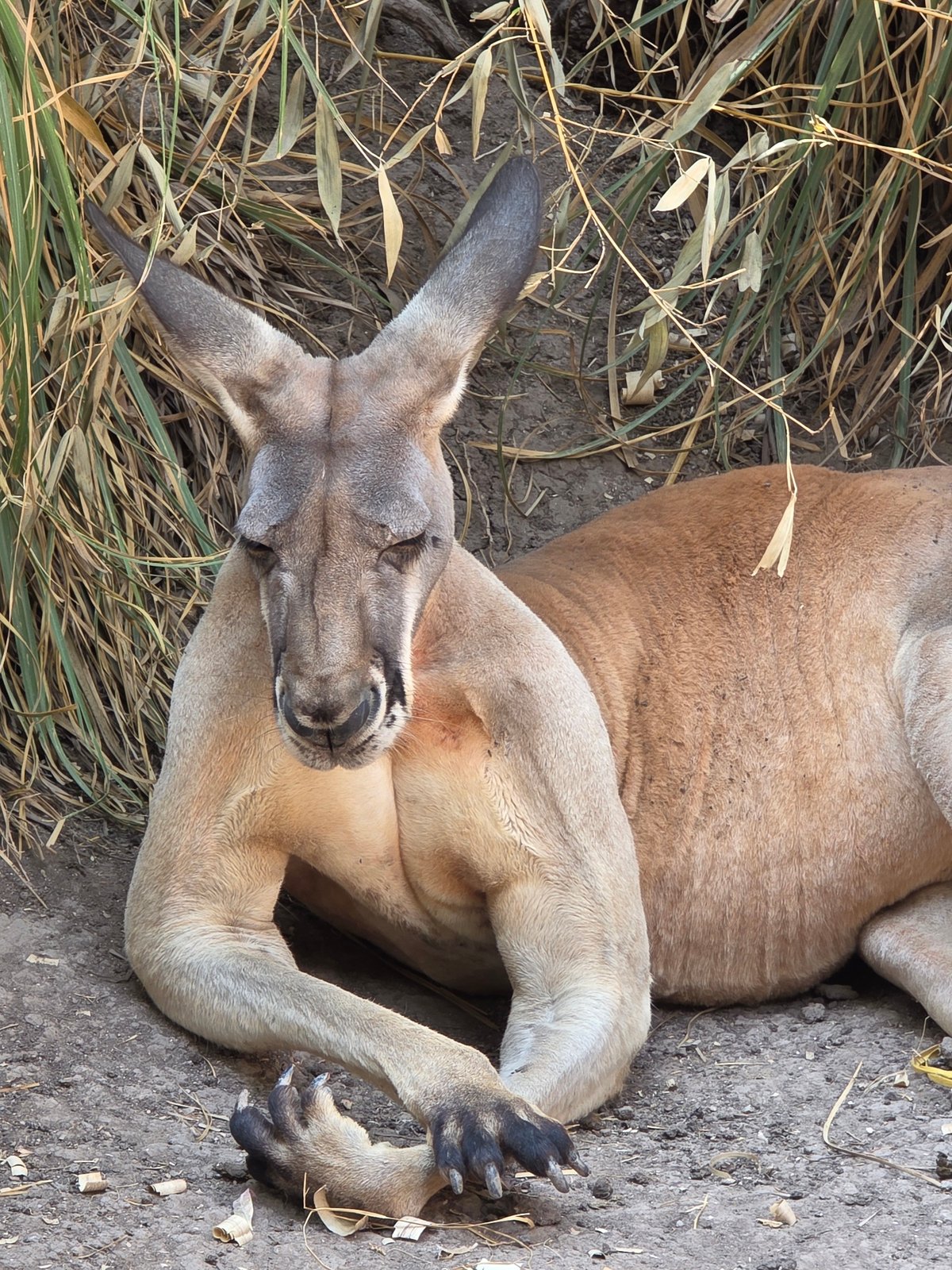 Zoo animals observed during evening hours in Puebla, Mexico