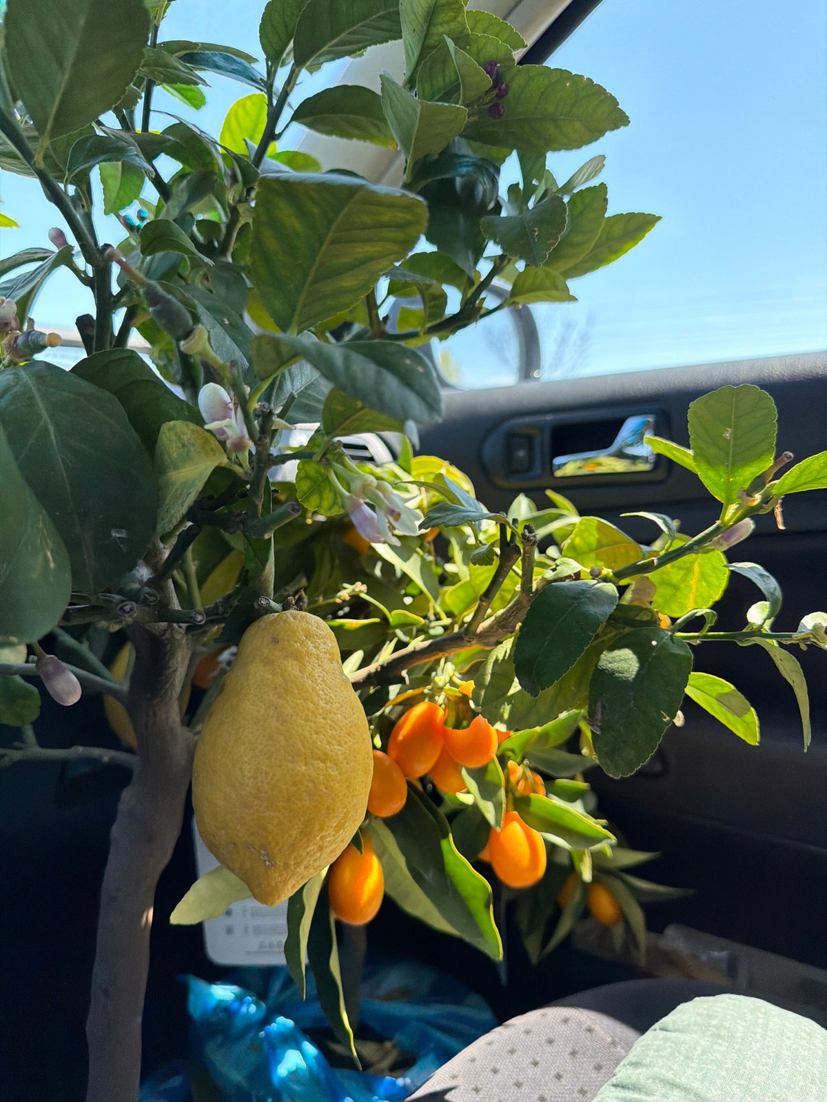 Citrus branch with lemons, kumquats transported by vehicle in Bulgaria