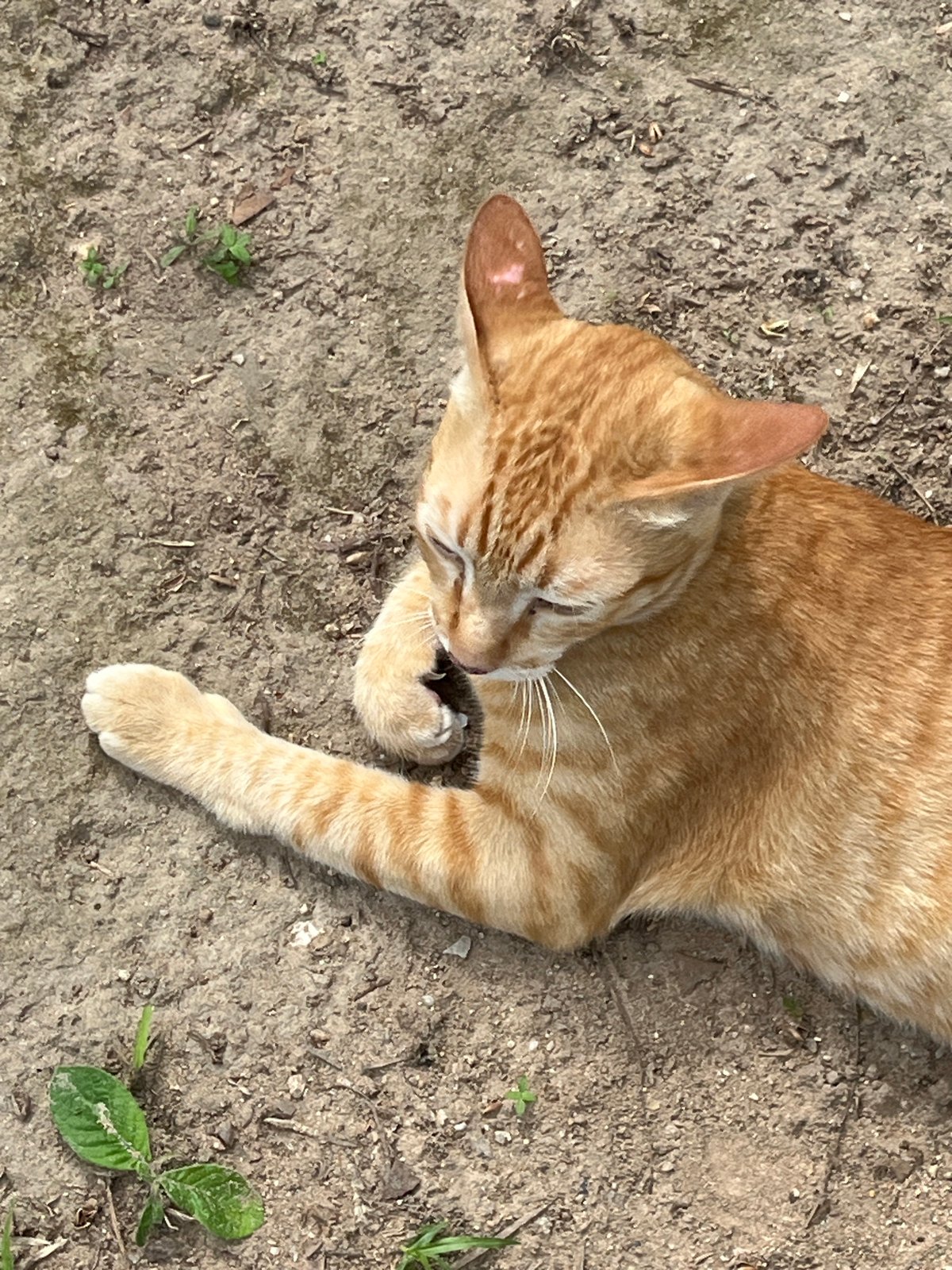 Orange cat plays and grooms in Thai village morning