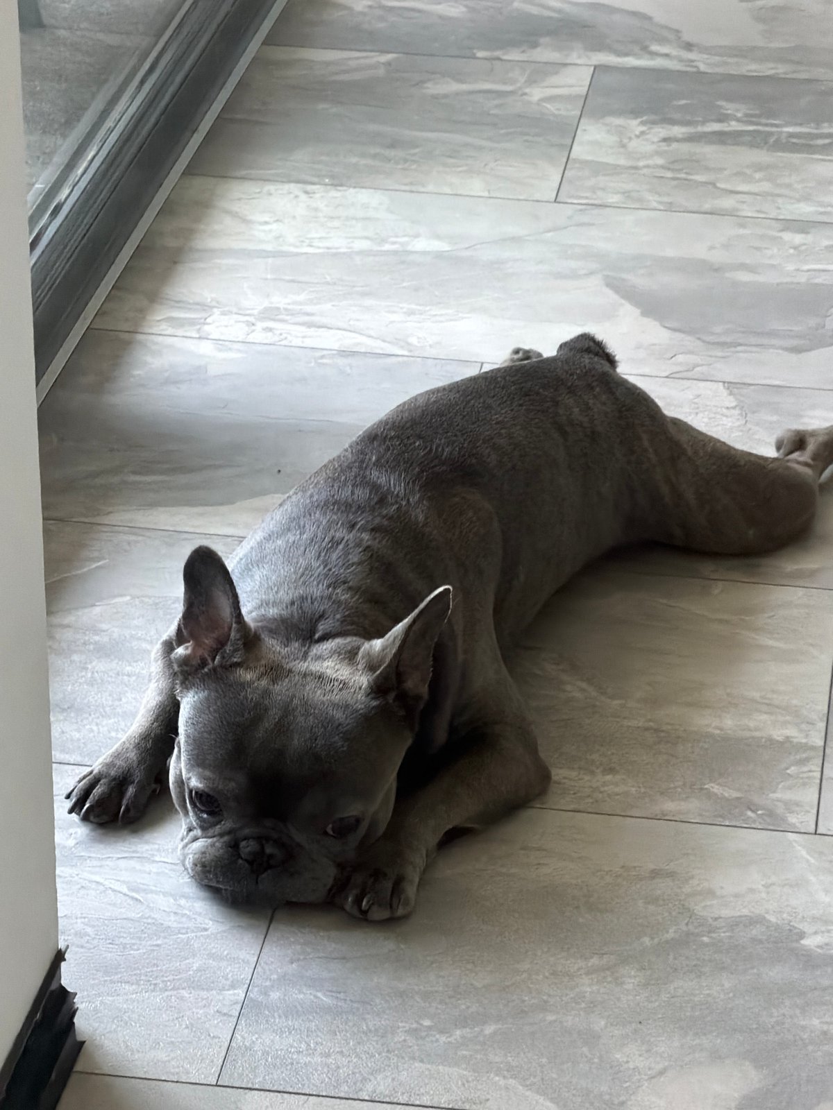 French Bulldog Rests Peacefully on Tiled Floor in Ruse