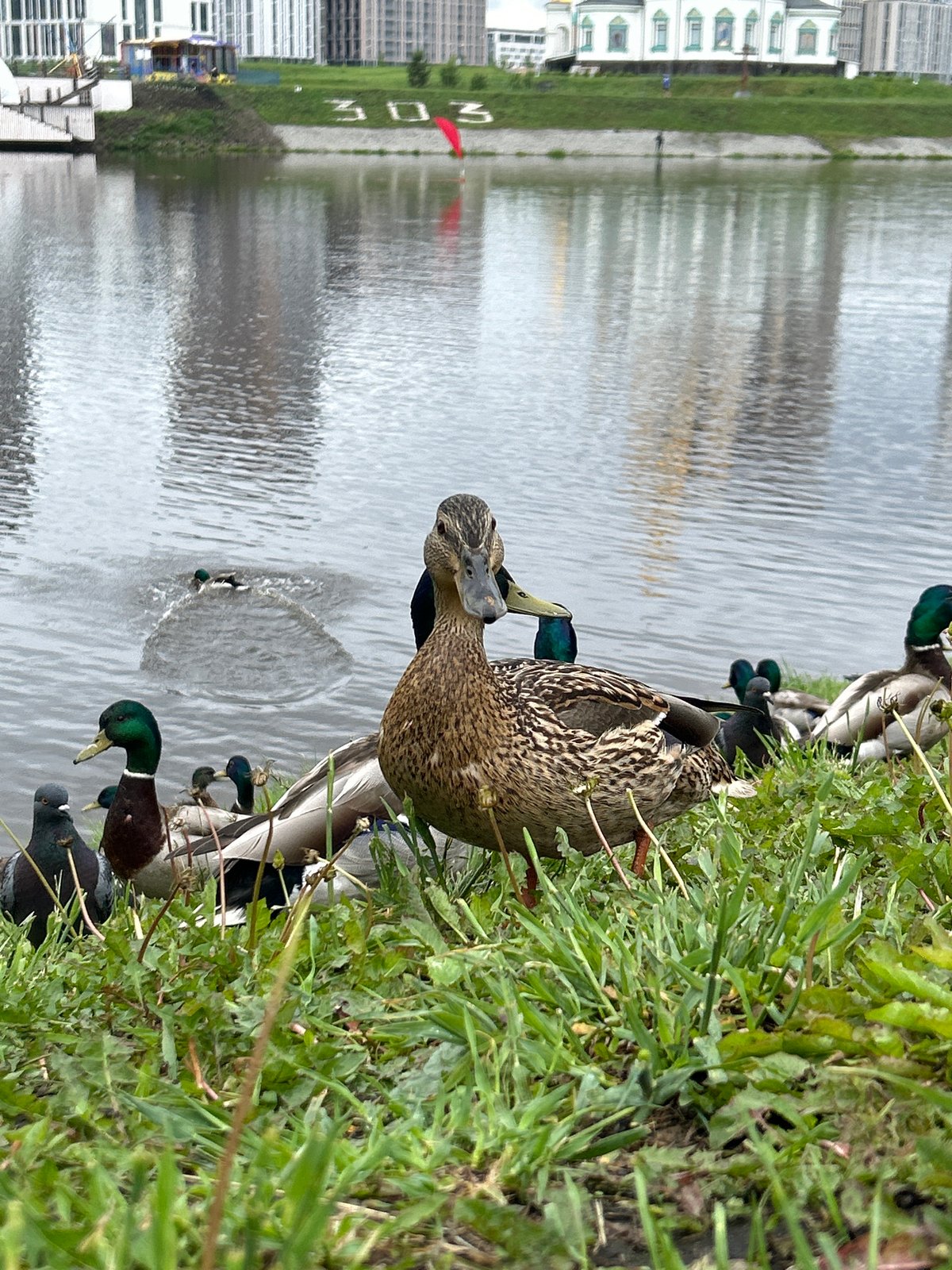 Ducks and pigeons gather at Yekaterinburg waterfront morning feeding