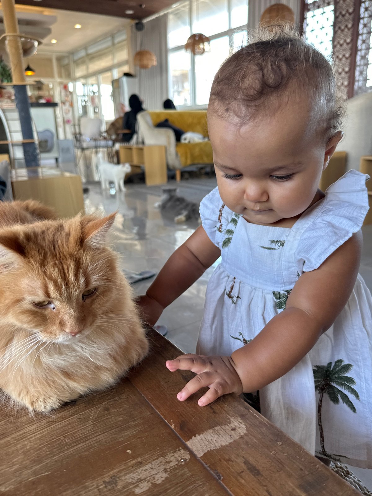 Morning at a Denpasar cat cafe with a roaming baby
