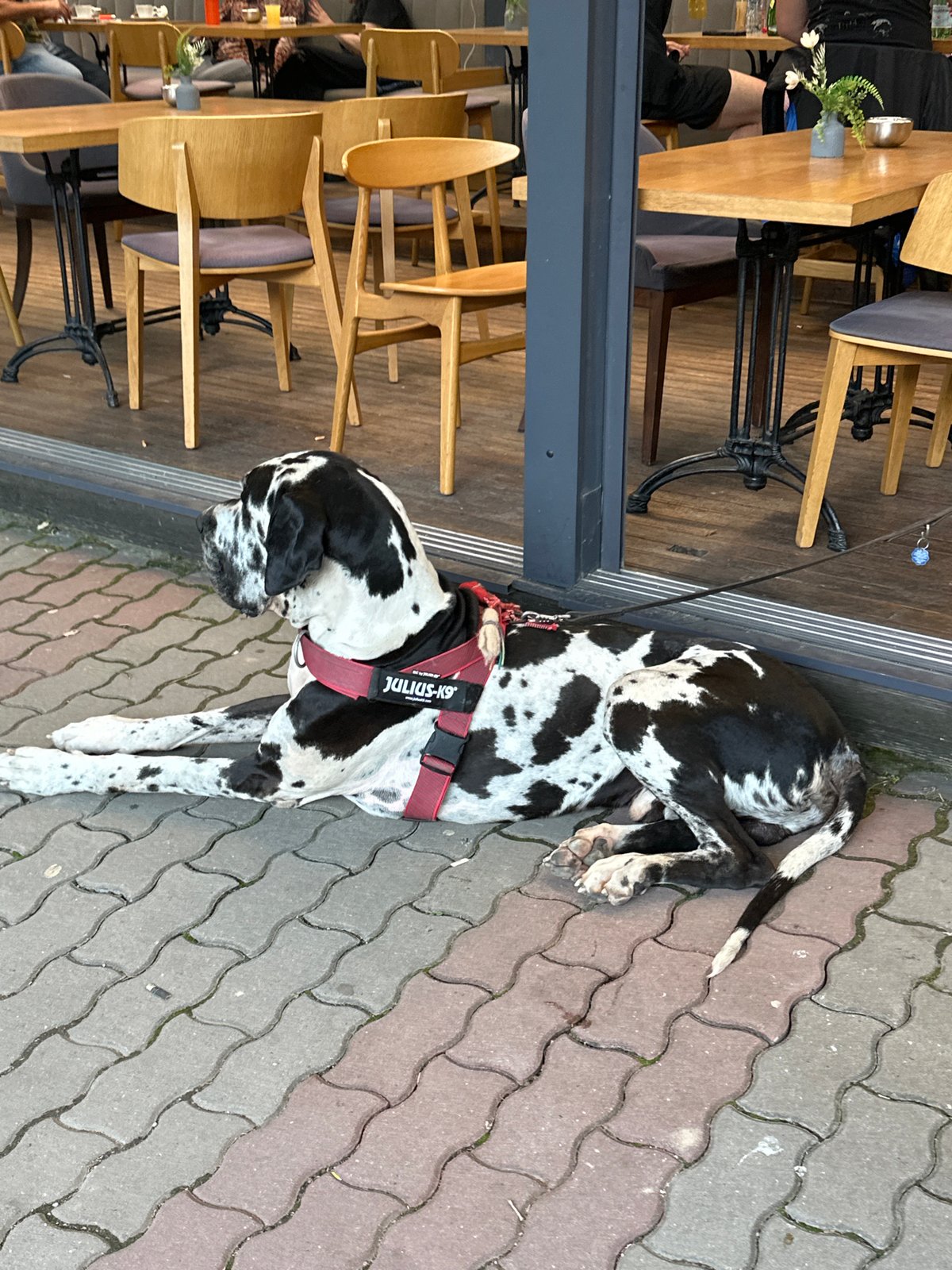 Great Dane rests on walkway in Veliko Tarnovo