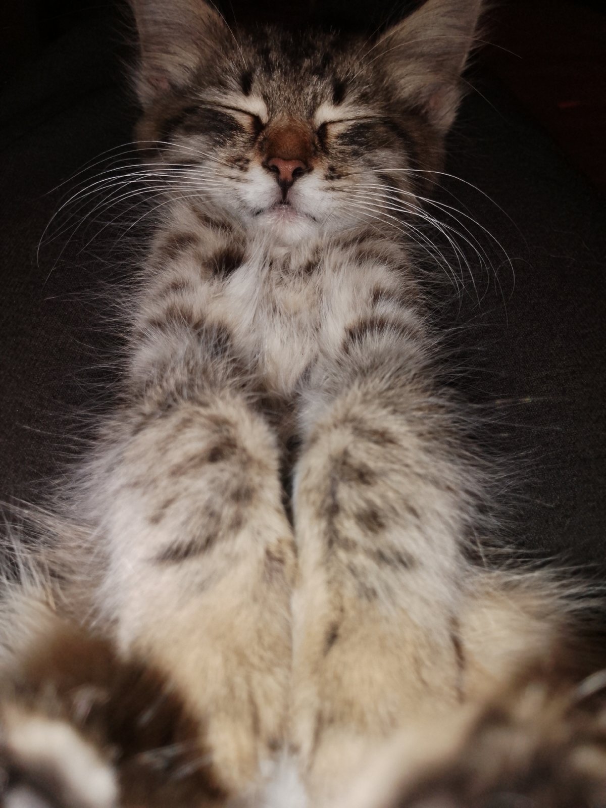 Tabby kitten naps repeatedly, with scattered outdoor nature shots