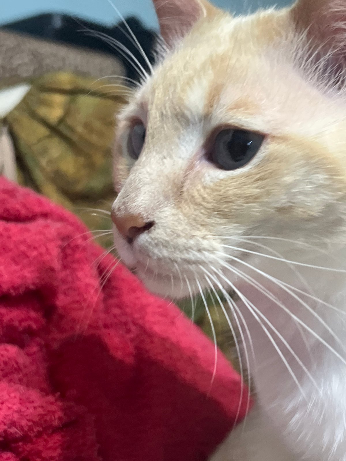 Cream cat with blue eyes photographed indoors over 15 minutes