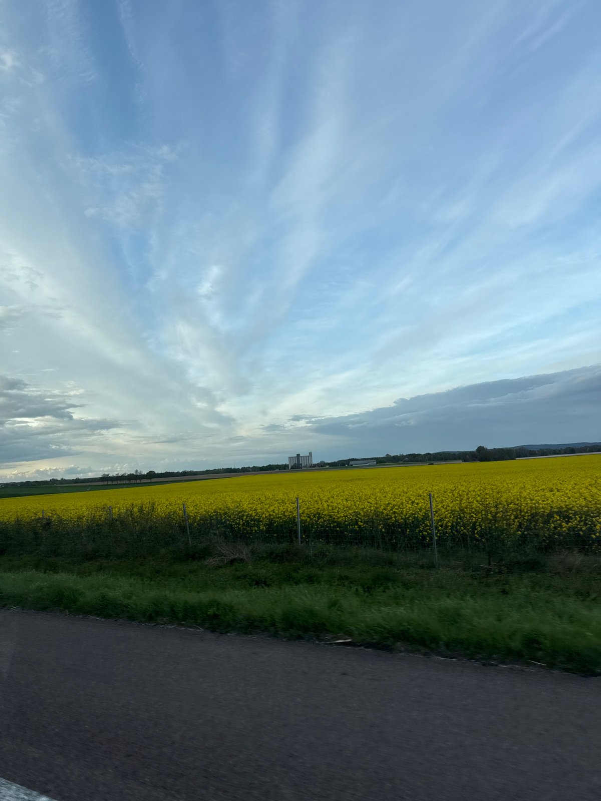 Yellow flower field blooms under blue skies in Val-de-Vesle