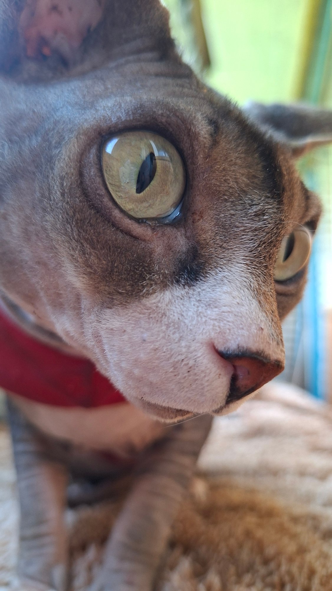 Close-up portrait of a hairless cat in rural Belarus