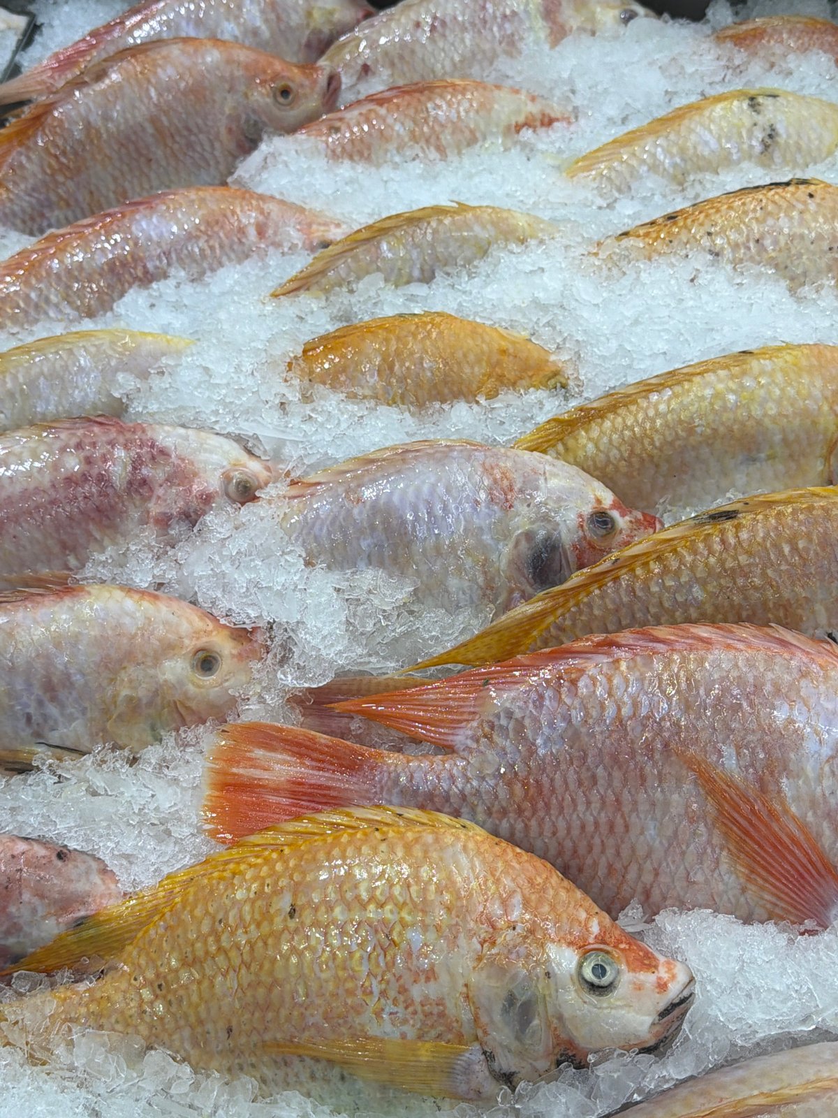 Shopper documents grocery store dessert and seafood sections